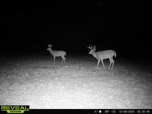 land for sale at 16921 320th Street in Menahga, MN (photo 49 of 53)