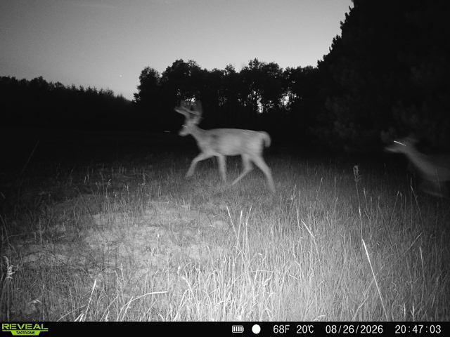 land for sale at 16921 320th Street in Menahga, MN (photo 53 of 53)