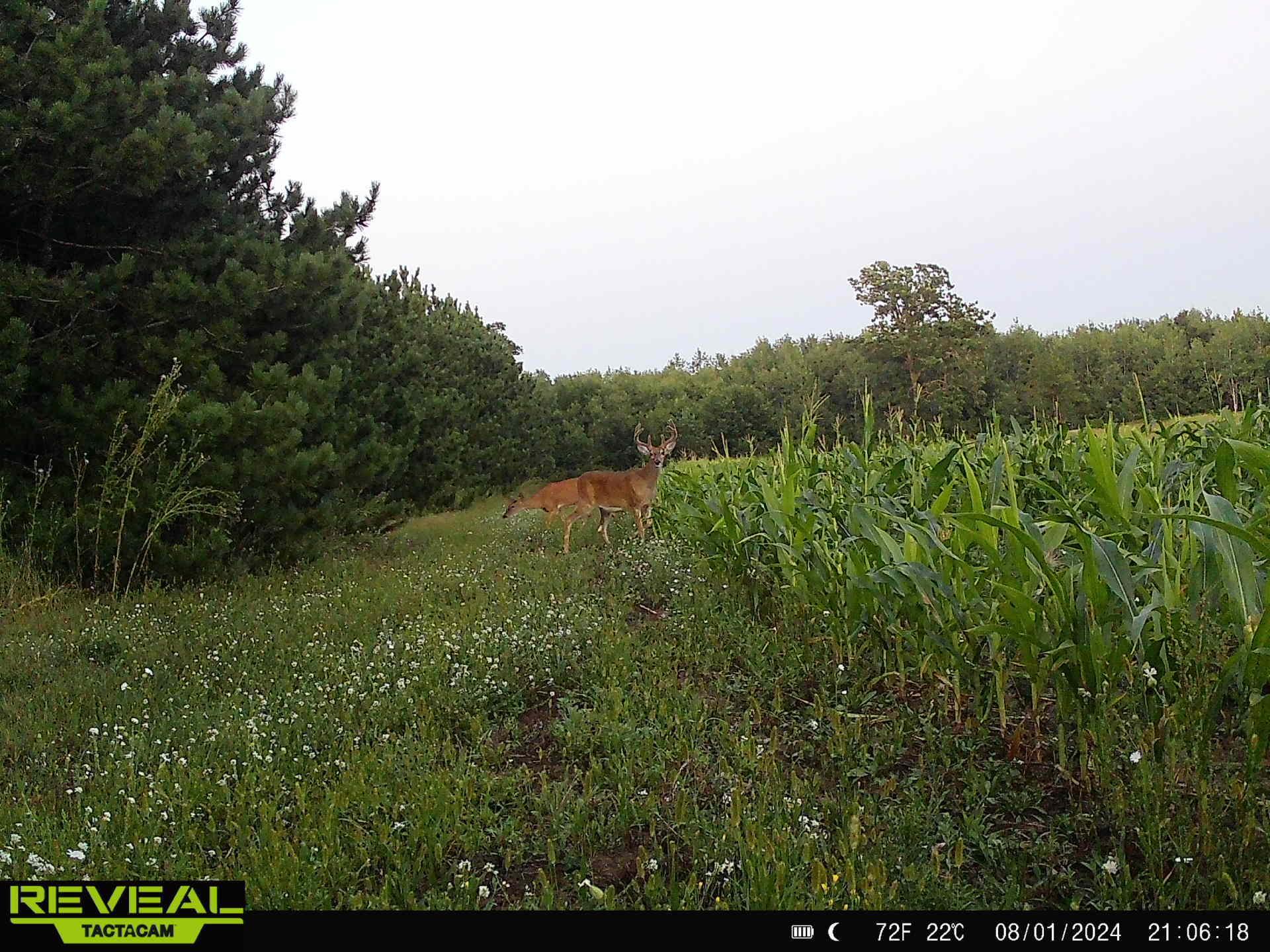 land for sale at 16921 320th Street in Menahga, MN (photo 8 of 53)