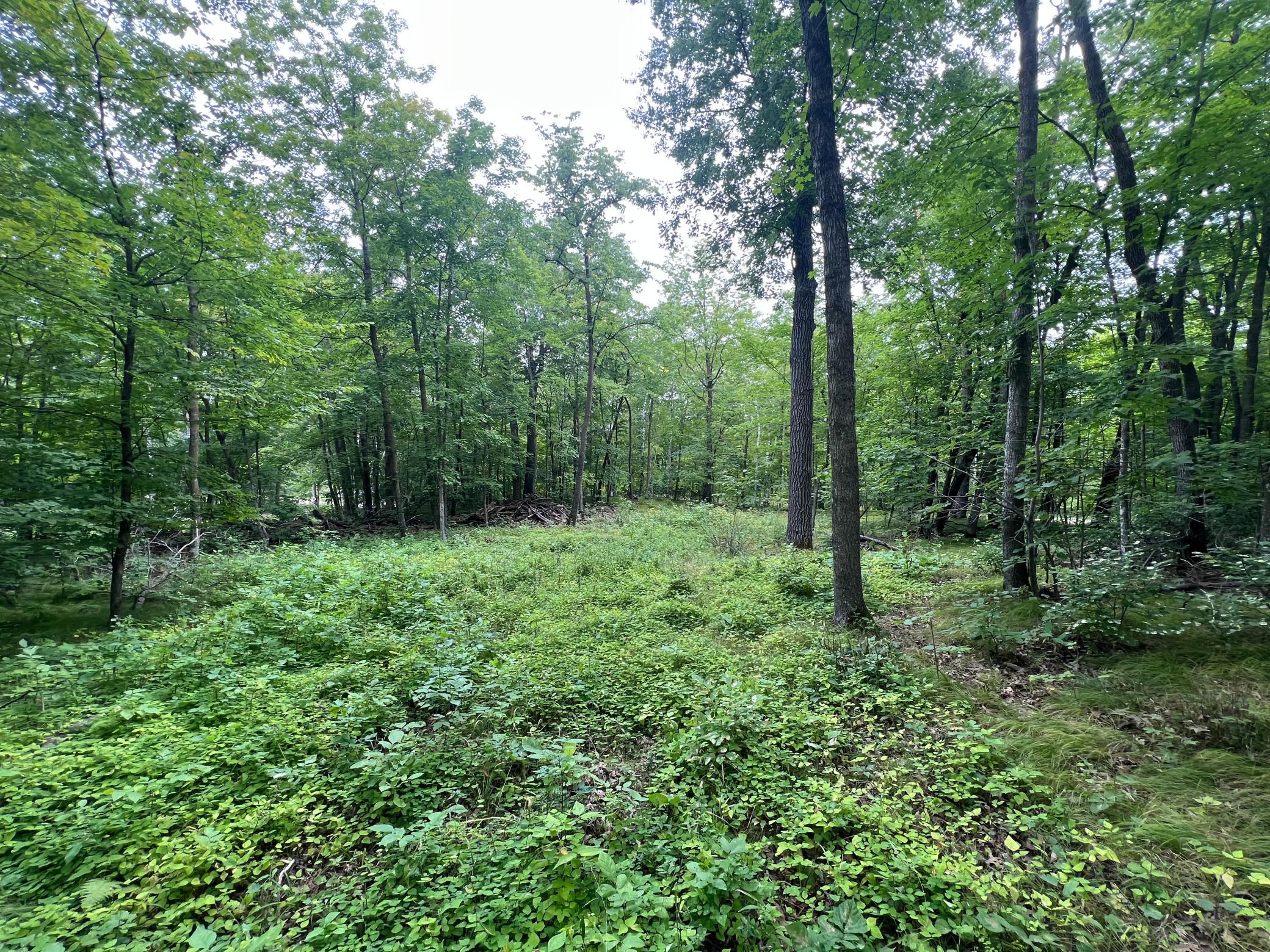 land for sale at TBD Misty Trl in Richville, MN (photo 10 of 15)