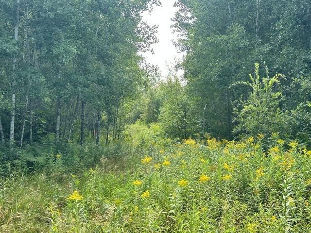 land for sale at 38542 Cr-45 in Laporte, MN (photo 10 of 10)