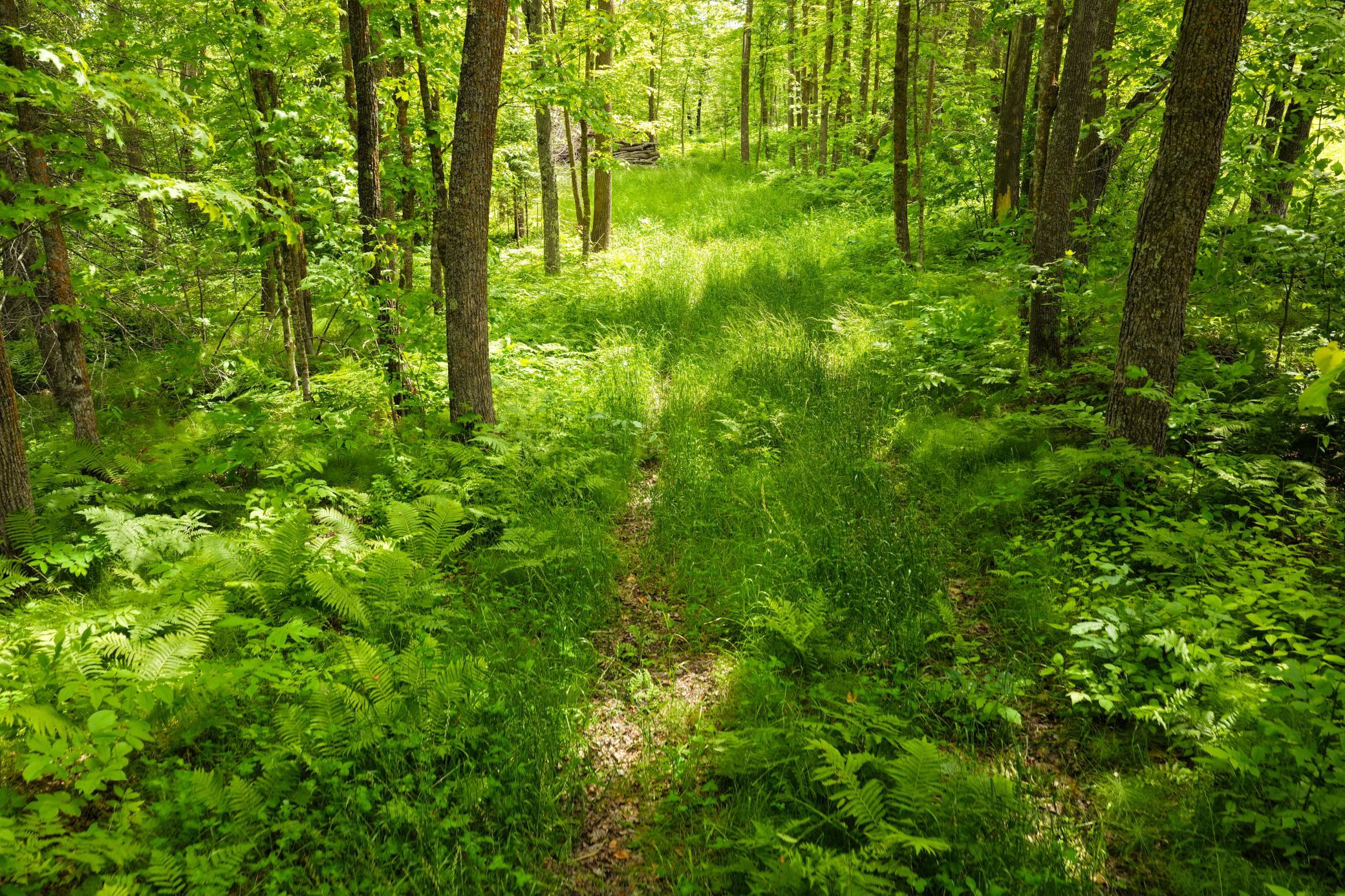 land for sale at 67246 340th Avenue in Hill City, MN (photo 18 of 26)