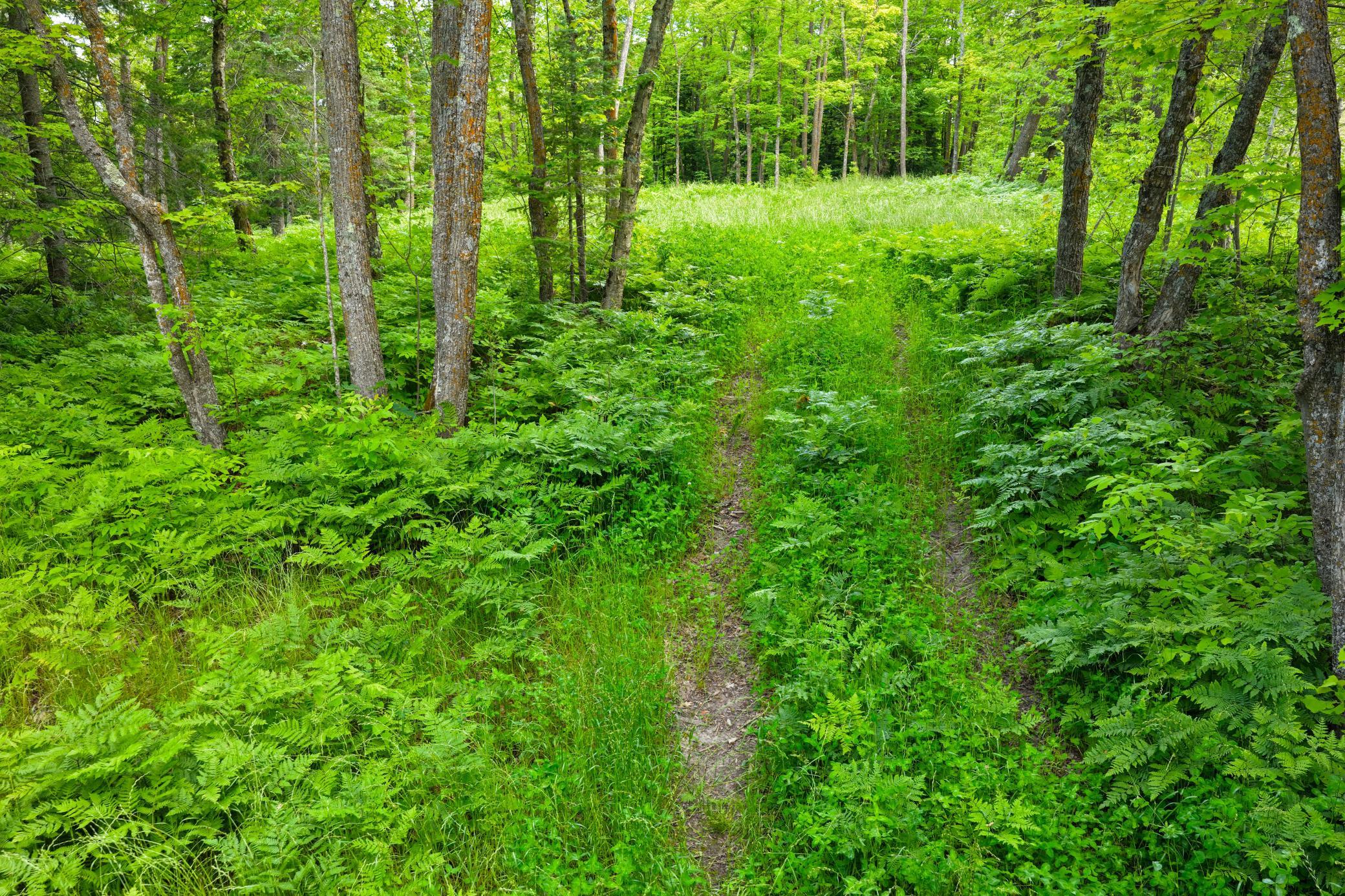 land for sale at 67246 340th Avenue in Hill City, MN (photo 20 of 26)