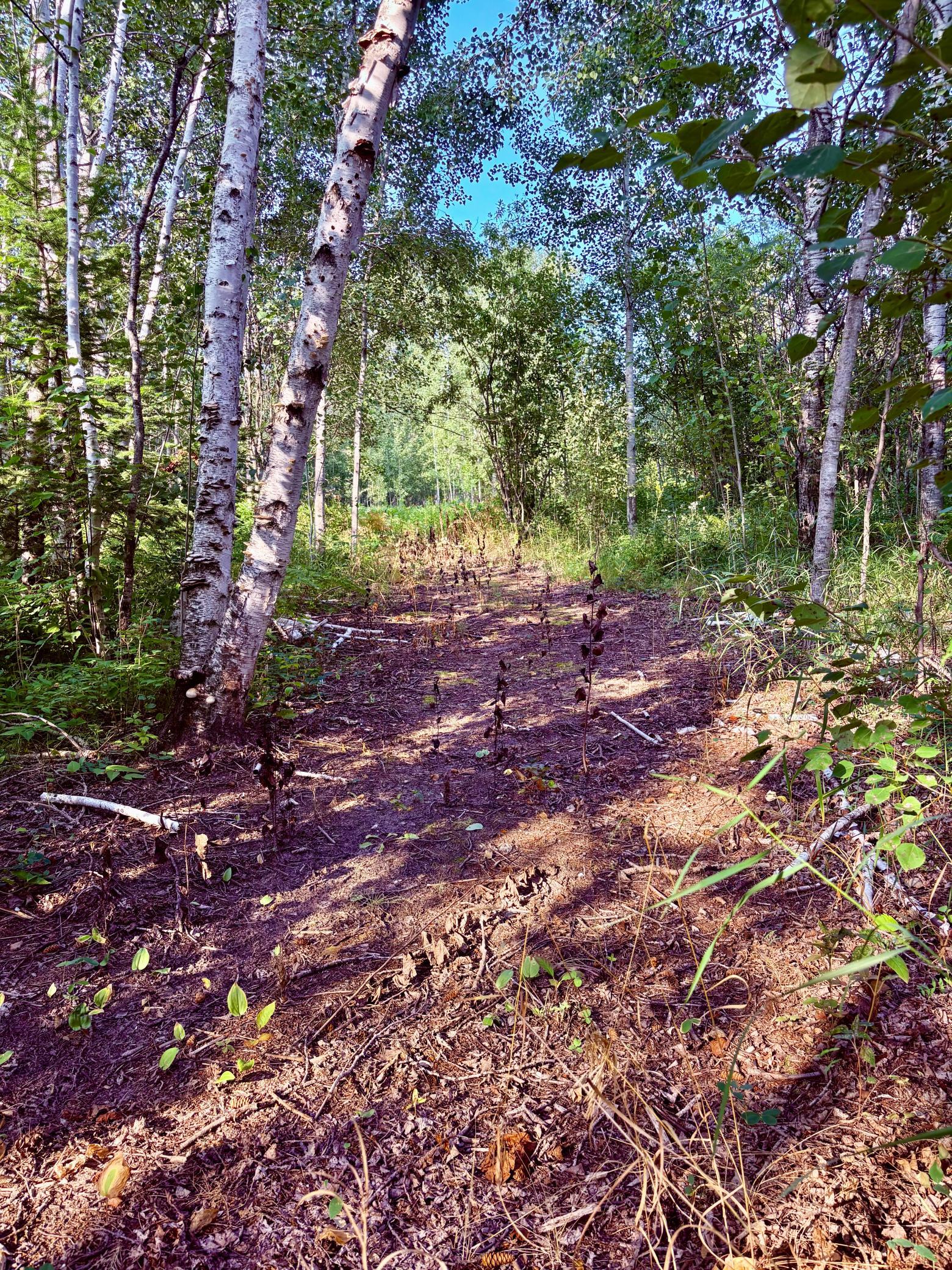 1997 single family home for sale at 29386 685th Avenue in Roosevelt, MN — 3 bed, 2 bath (photo 33 of 46)