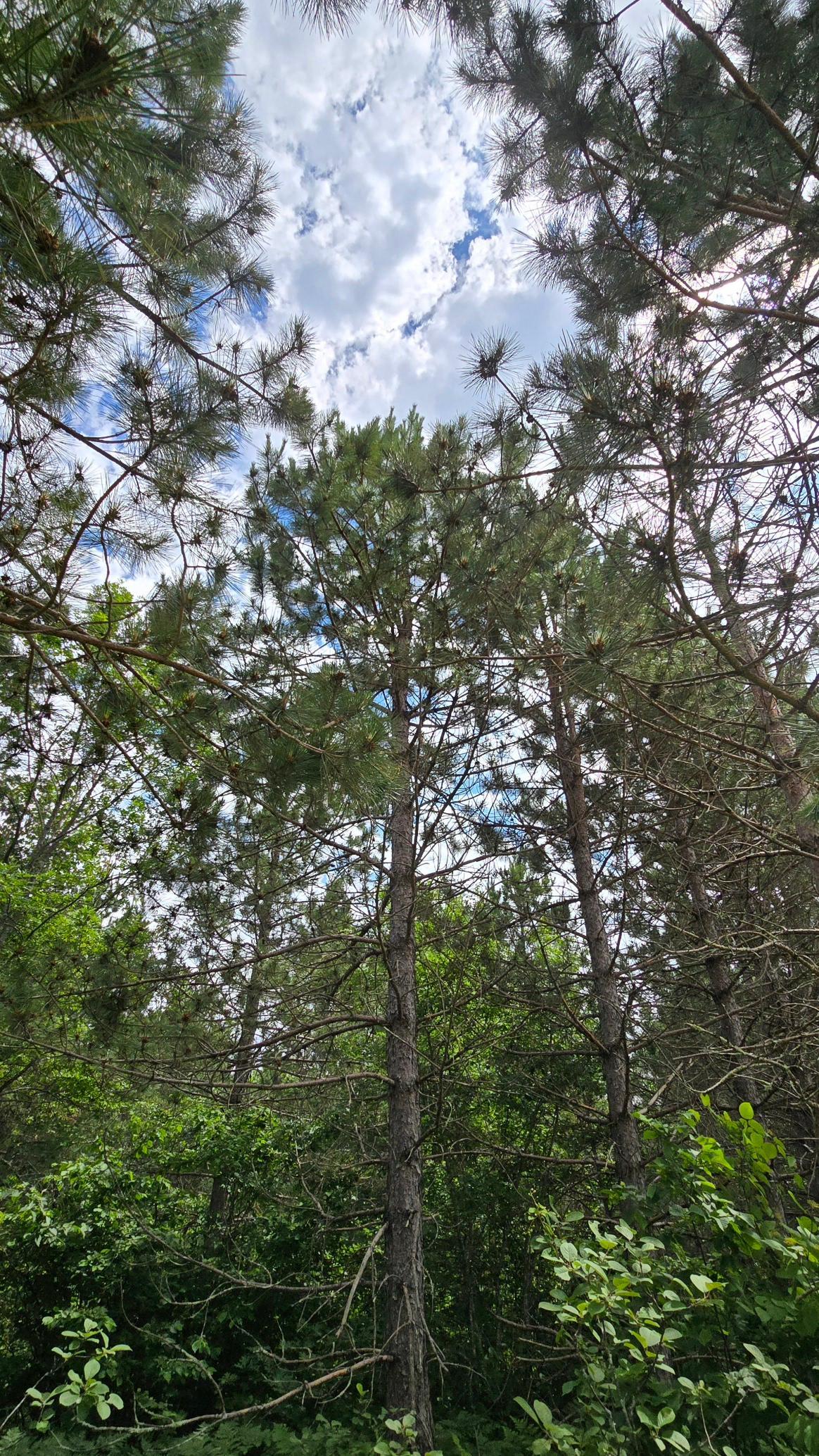land for sale at 30945 Vahalla Lane in Cass Lake, MN (photo 6 of 8)