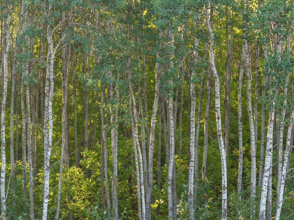 land for sale at TBD Meadowview Rd in Brainerd, MN (photo 22 of 30)