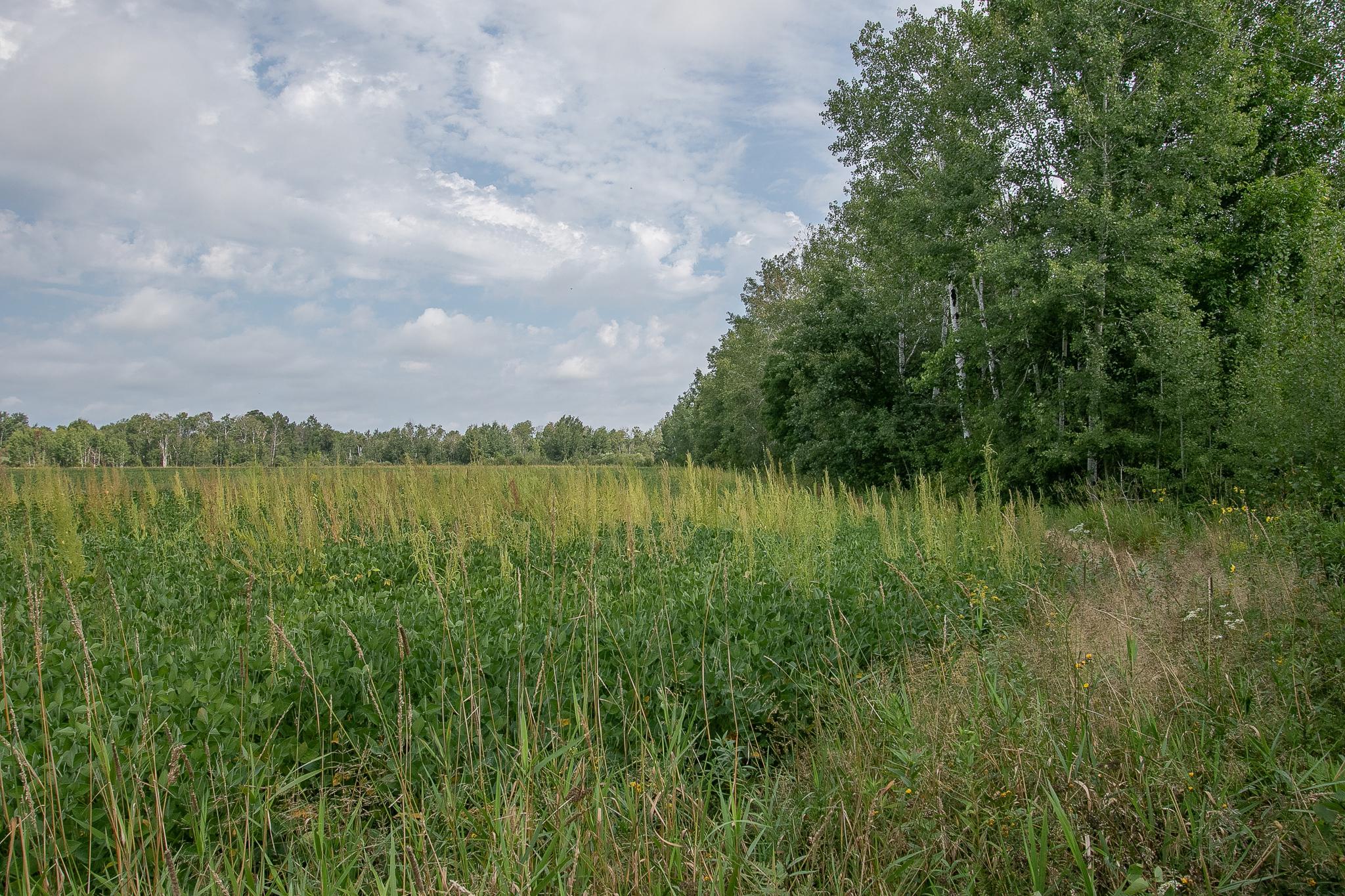 land for sale at TBD County Road 11 in Aitkin, MN (photo 2 of 41)