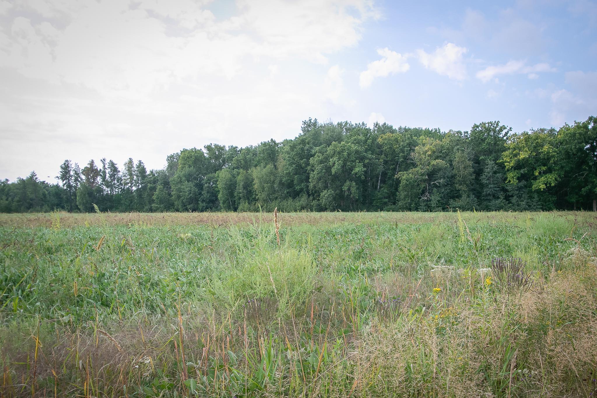 land for sale at TBD County Road 11 in Aitkin, MN (photo 16 of 41)