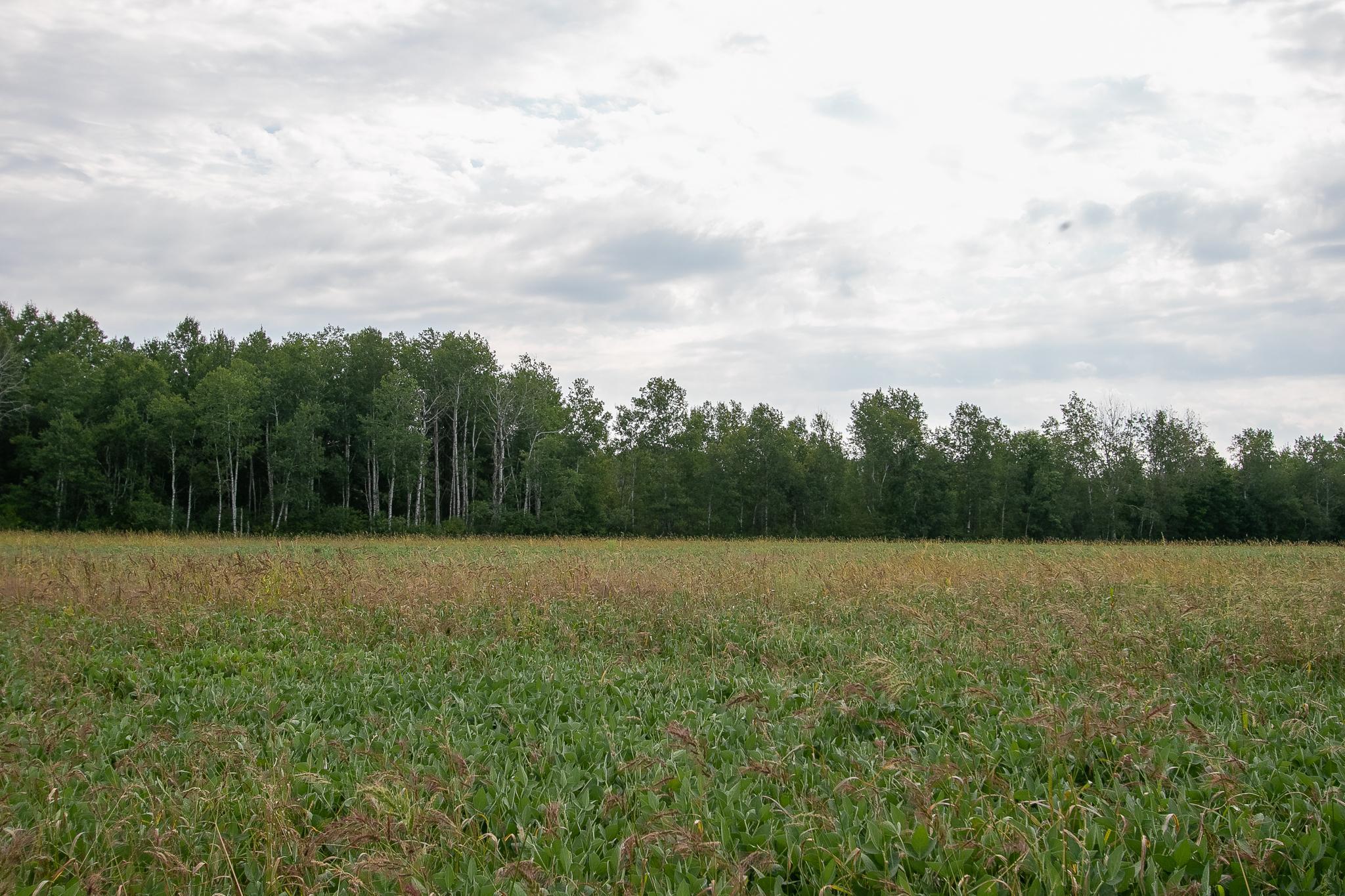 land for sale at TBD County Road 11 in Aitkin, MN (photo 18 of 41)