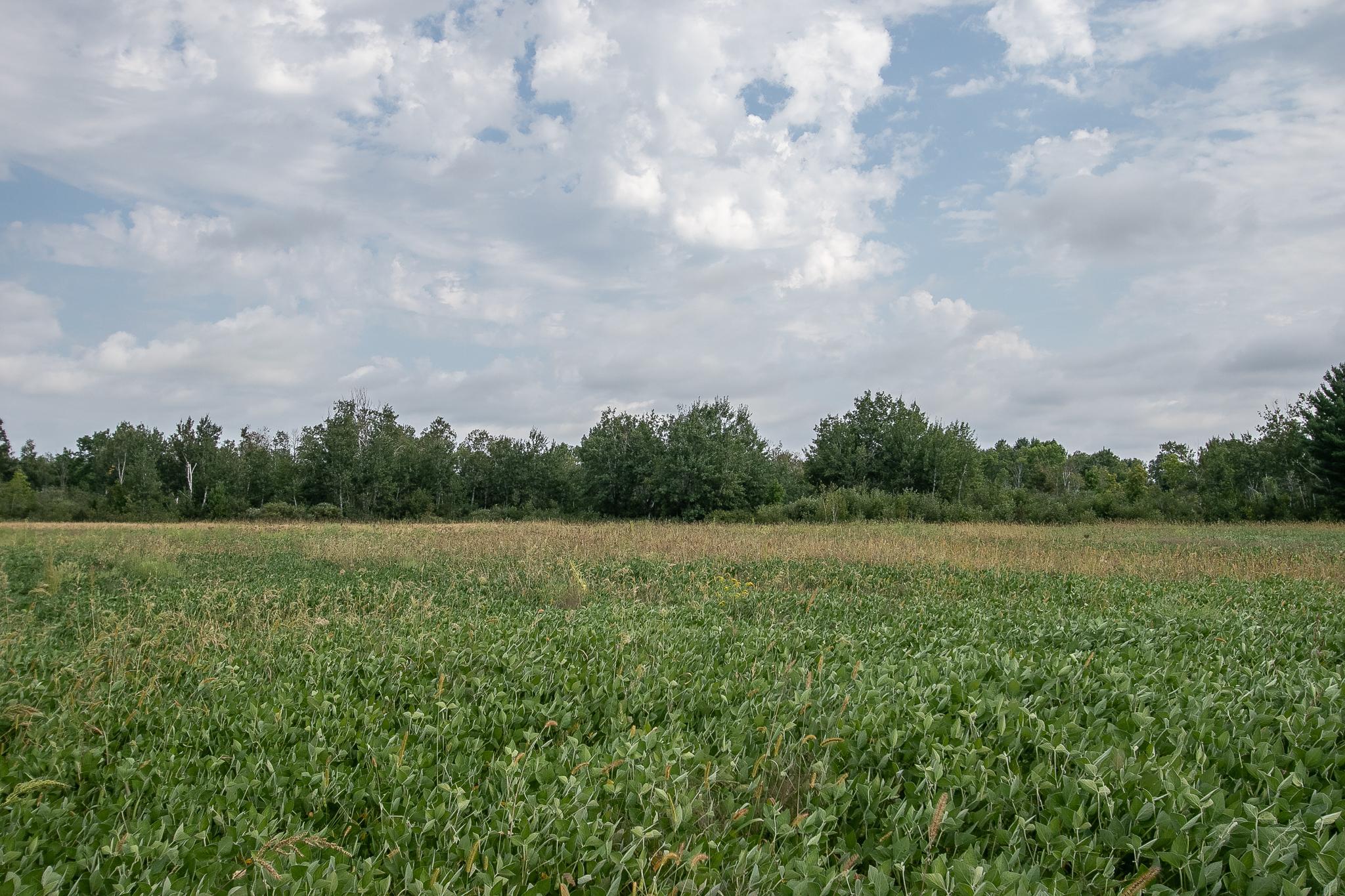 land for sale at TBD County Road 11 in Aitkin, MN (photo 19 of 41)