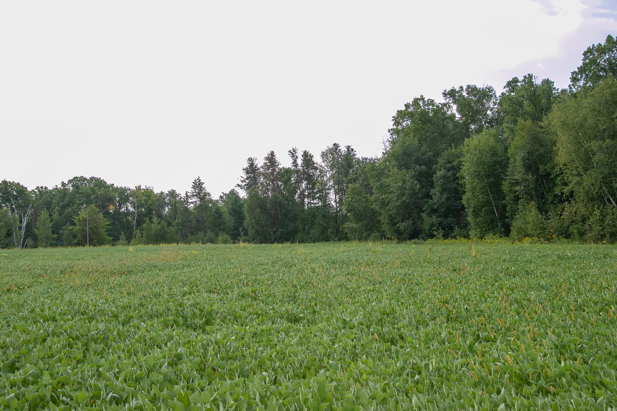 land for sale at TBD County Road 11 in Aitkin, MN (photo 20 of 41)