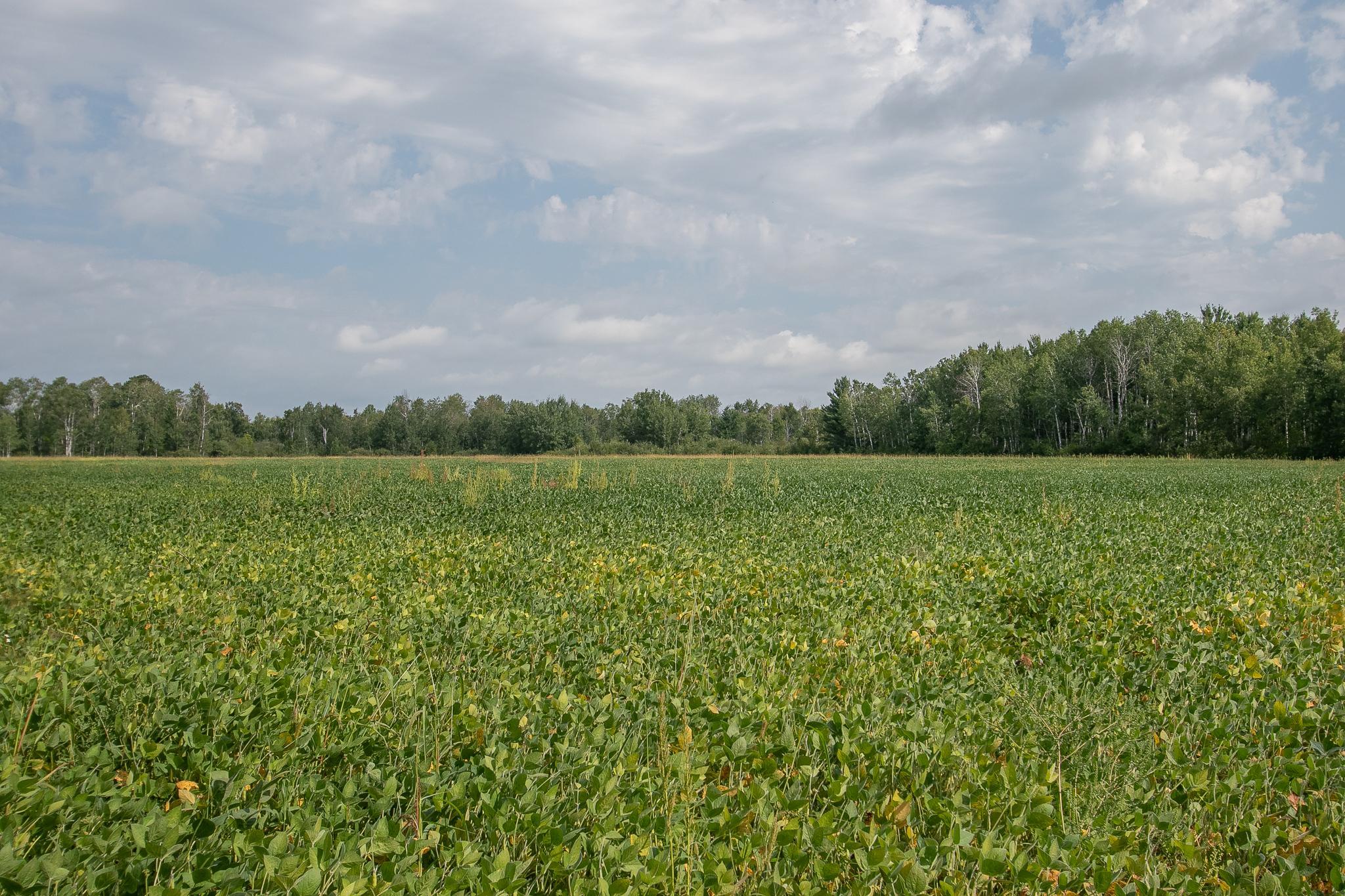 land for sale at TBD County Road 11 in Aitkin, MN (photo 22 of 41)