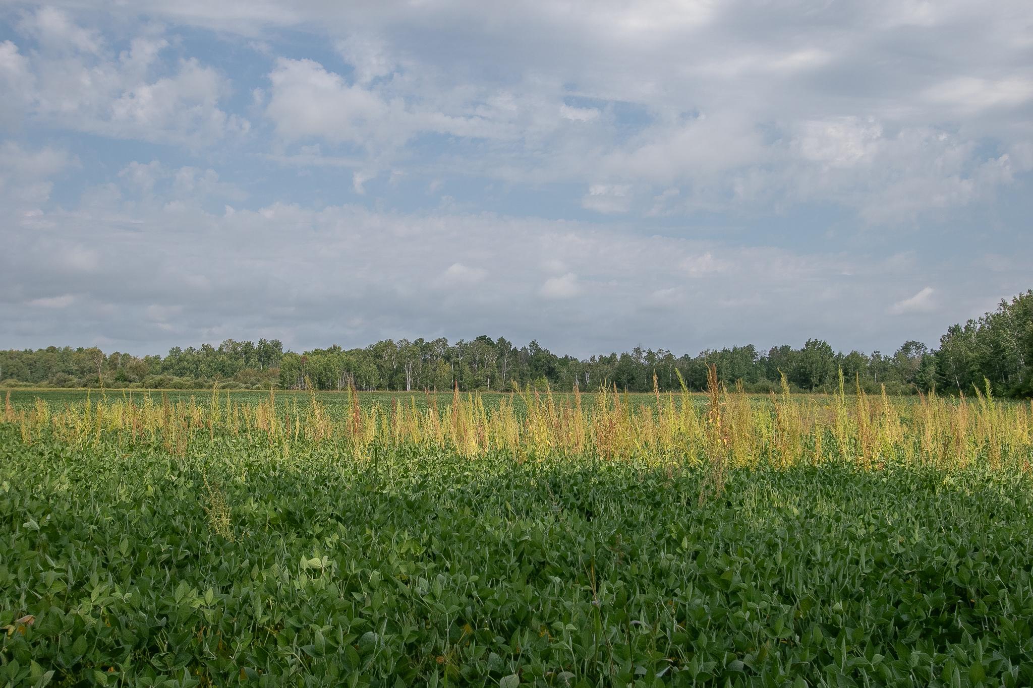 land for sale at TBD County Road 11 in Aitkin, MN (photo 25 of 41)
