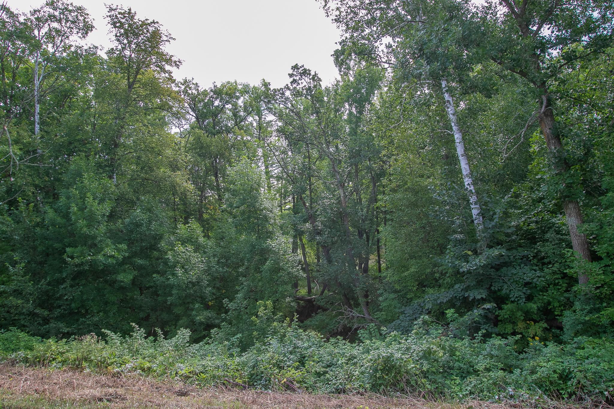 land for sale at TBD County Road 11 in Aitkin, MN (photo 4 of 41)