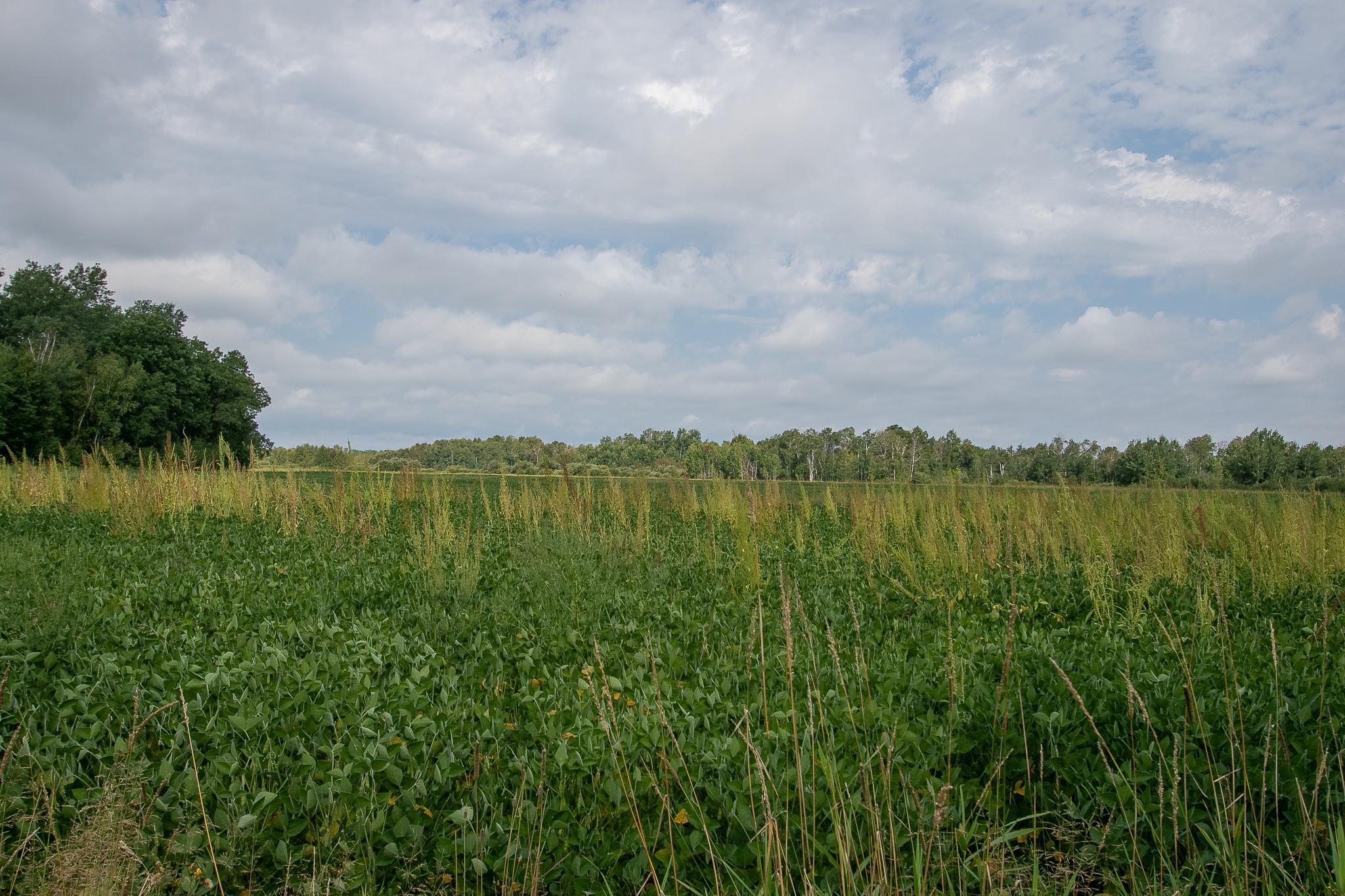 land for sale at TBD County Road 11 in Aitkin, MN (photo 5 of 41)