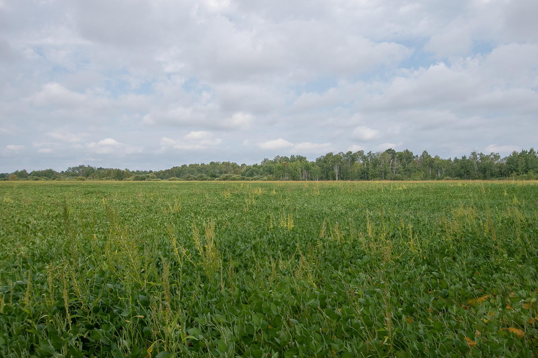 land for sale at TBD County Road 11 in Aitkin, MN (photo 7 of 41)