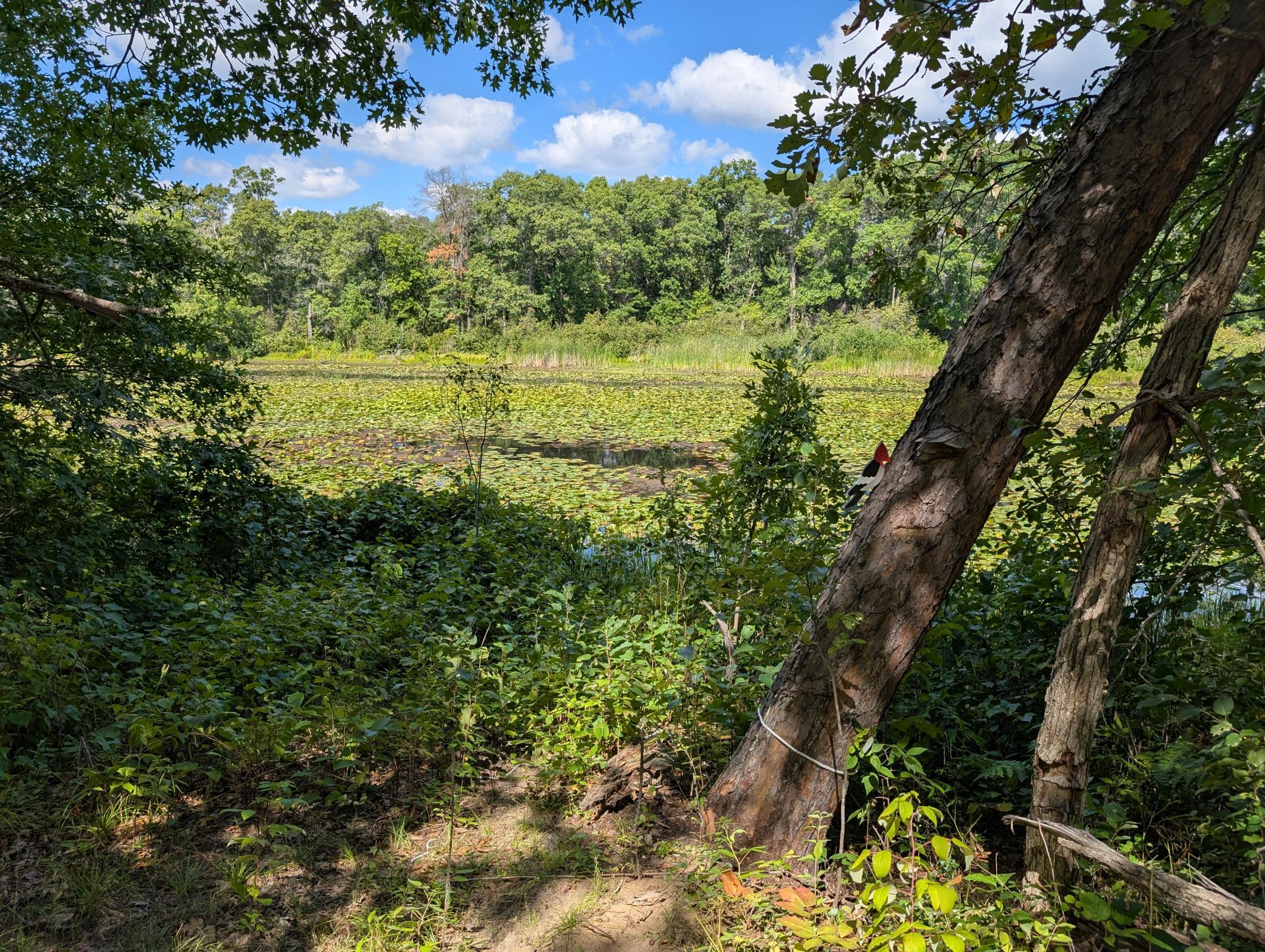 land for sale at Lot 9 block 1 Fawn Lake Road in Cross Lake, MN