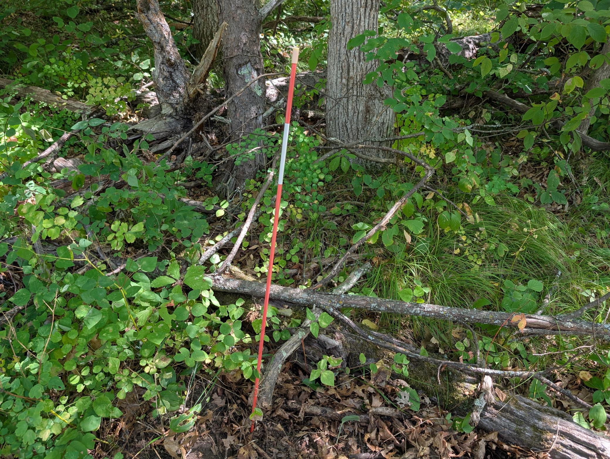 land for sale at Lot 9 block 1 Fawn Lake Road in Cross Lake, MN (photo 8 of 11)