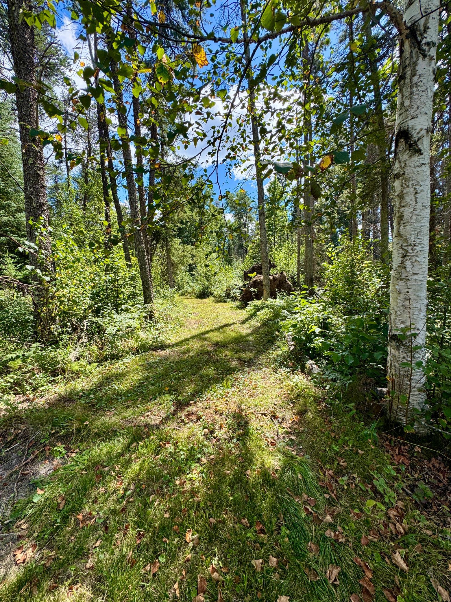 land for sale at TBD River Forest Road in Roseau, MN (photo 4 of 7)