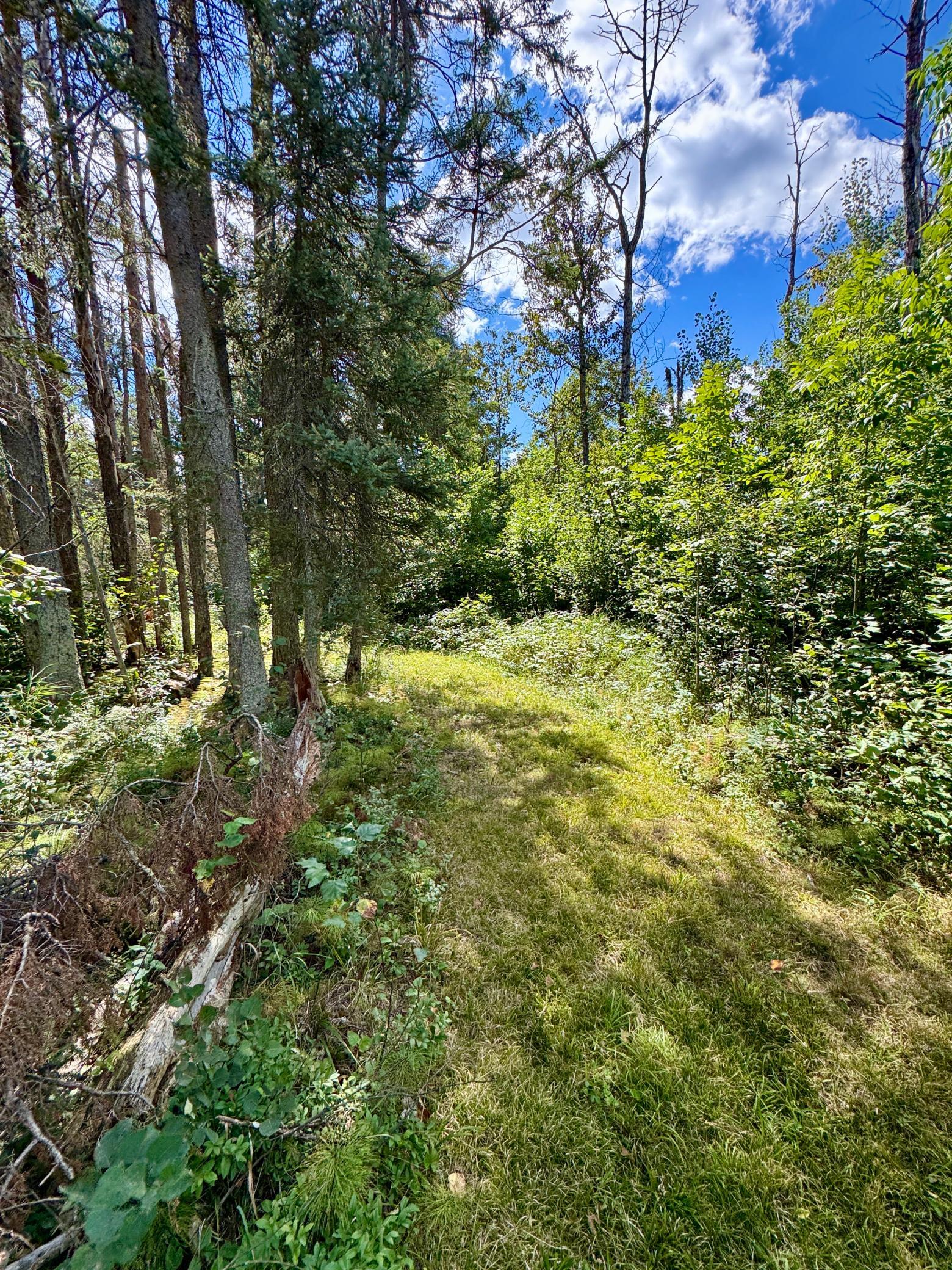 land for sale at TBD River Forest Road in Roseau, MN (photo 5 of 7)