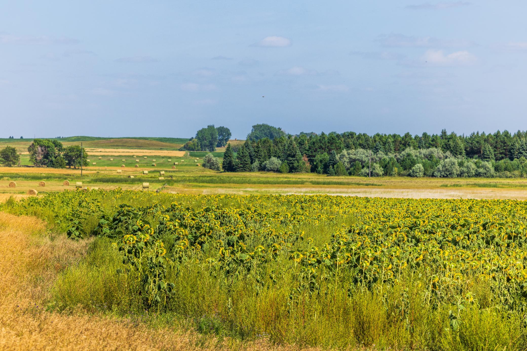 land for sale at TBD 15 Ave NE Lot 1 in Berwick, ND (photo 17 of 31)