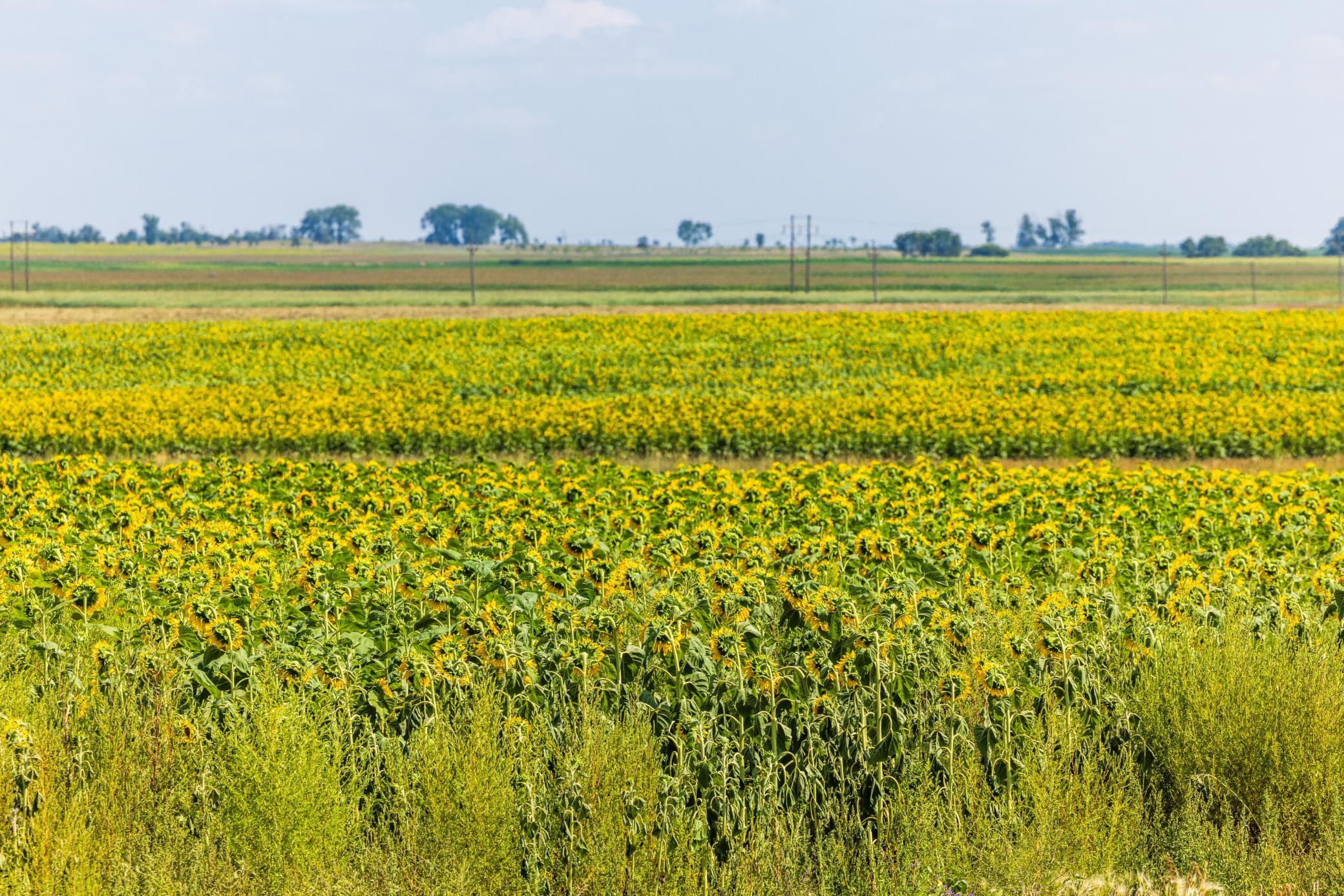 land for sale at TBD 15 Ave NE Lot 1 in Berwick, ND (photo 18 of 31)