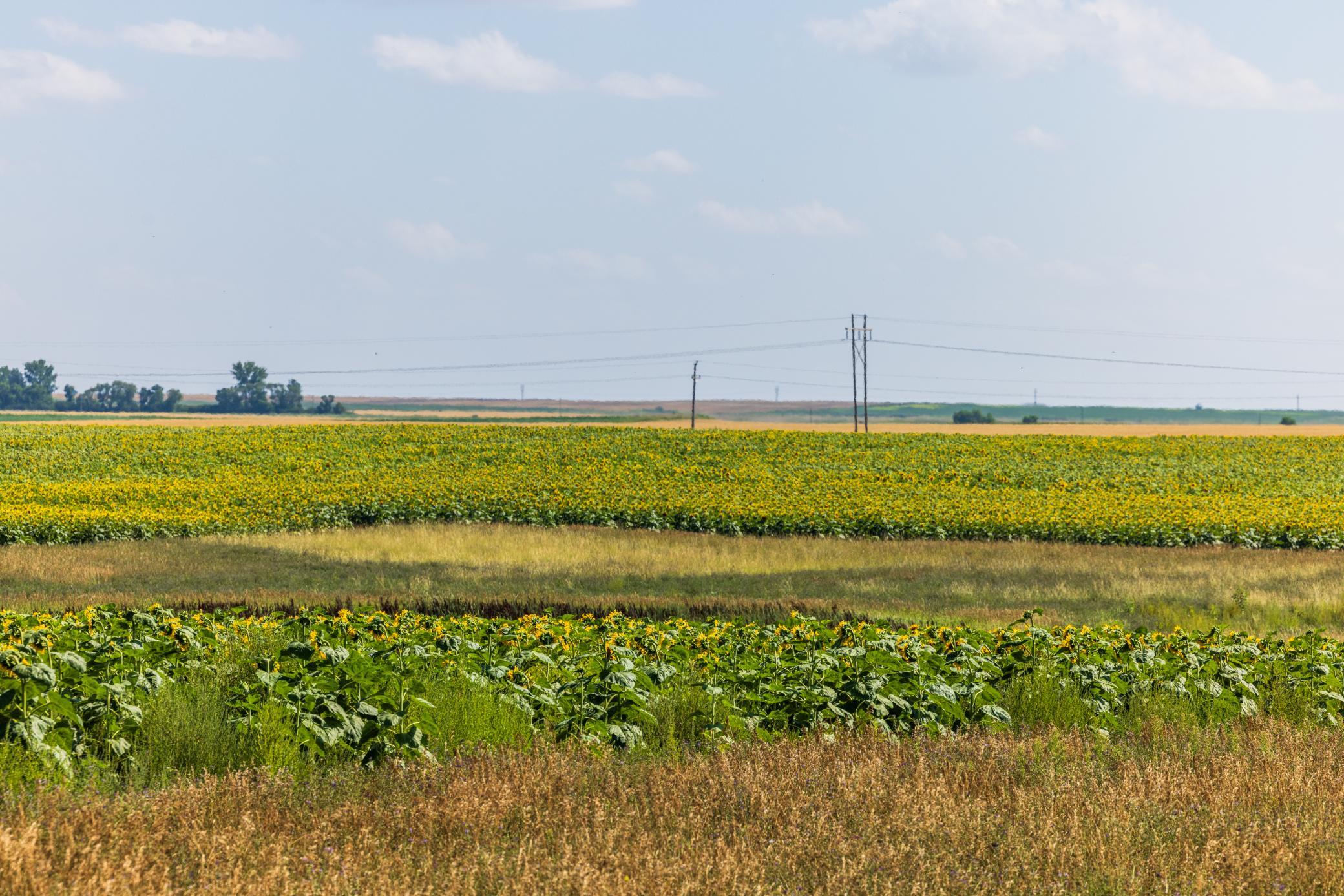 land for sale at TBD 15 Ave NE Lot 1 in Berwick, ND (photo 19 of 31)
