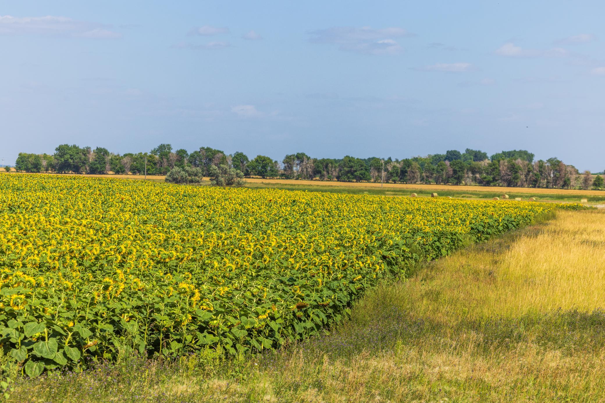 land for sale at TBD 15 Ave NE Lot 1 in Berwick, ND (photo 20 of 31)