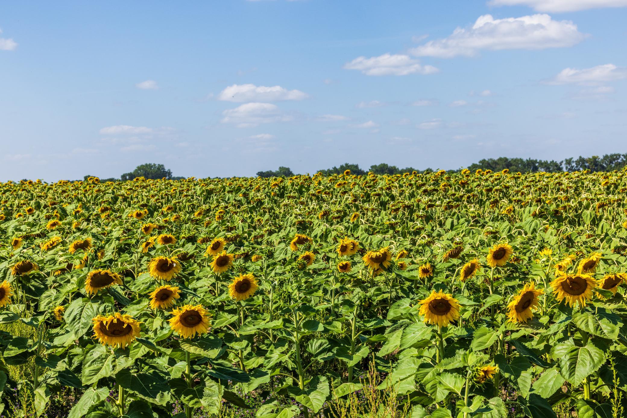 land for sale at TBD 15 Ave NE Lot 1 in Berwick, ND (photo 22 of 31)