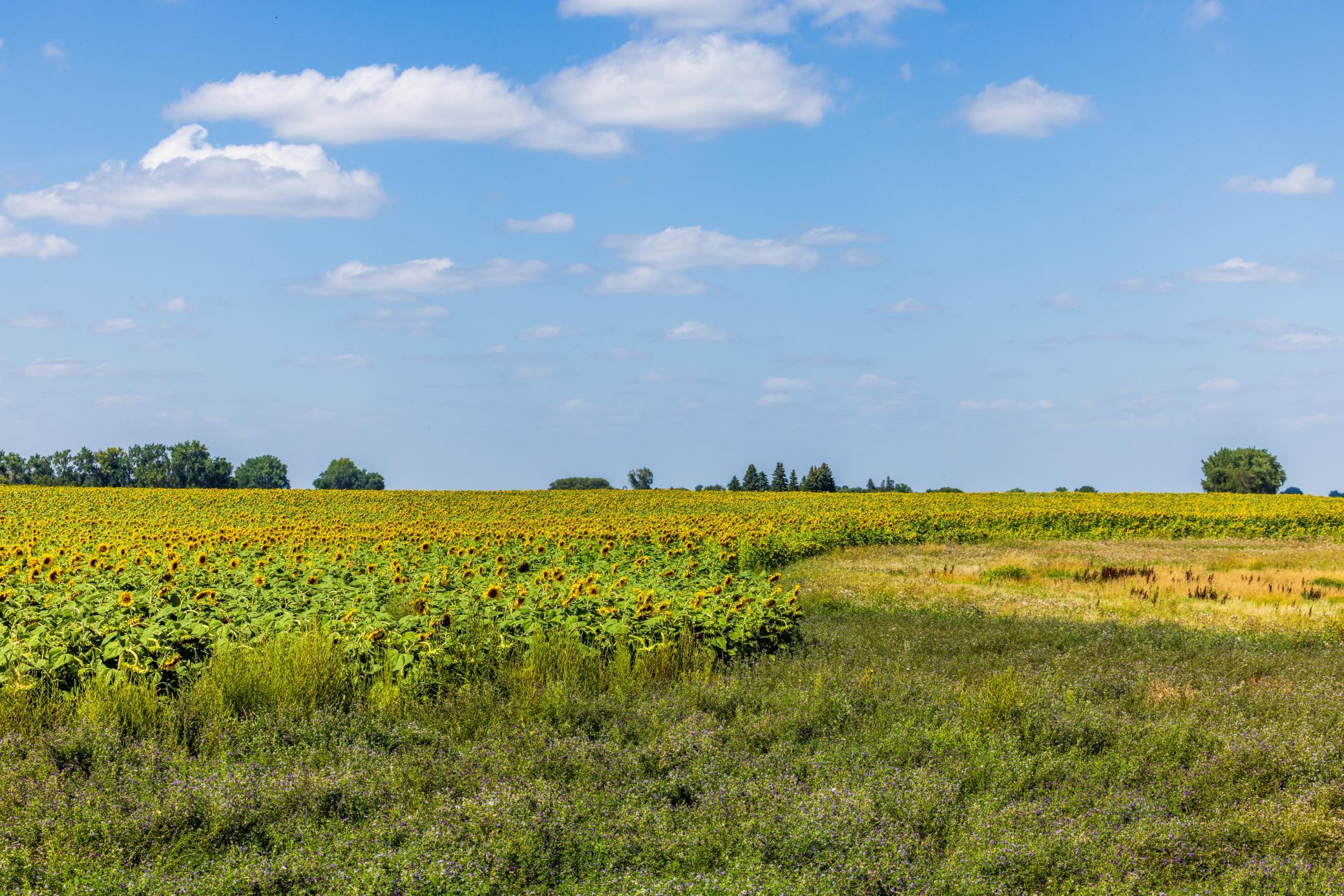 land for sale at TBD 15 Ave NE Lot 1 in Berwick, ND (photo 23 of 31)
