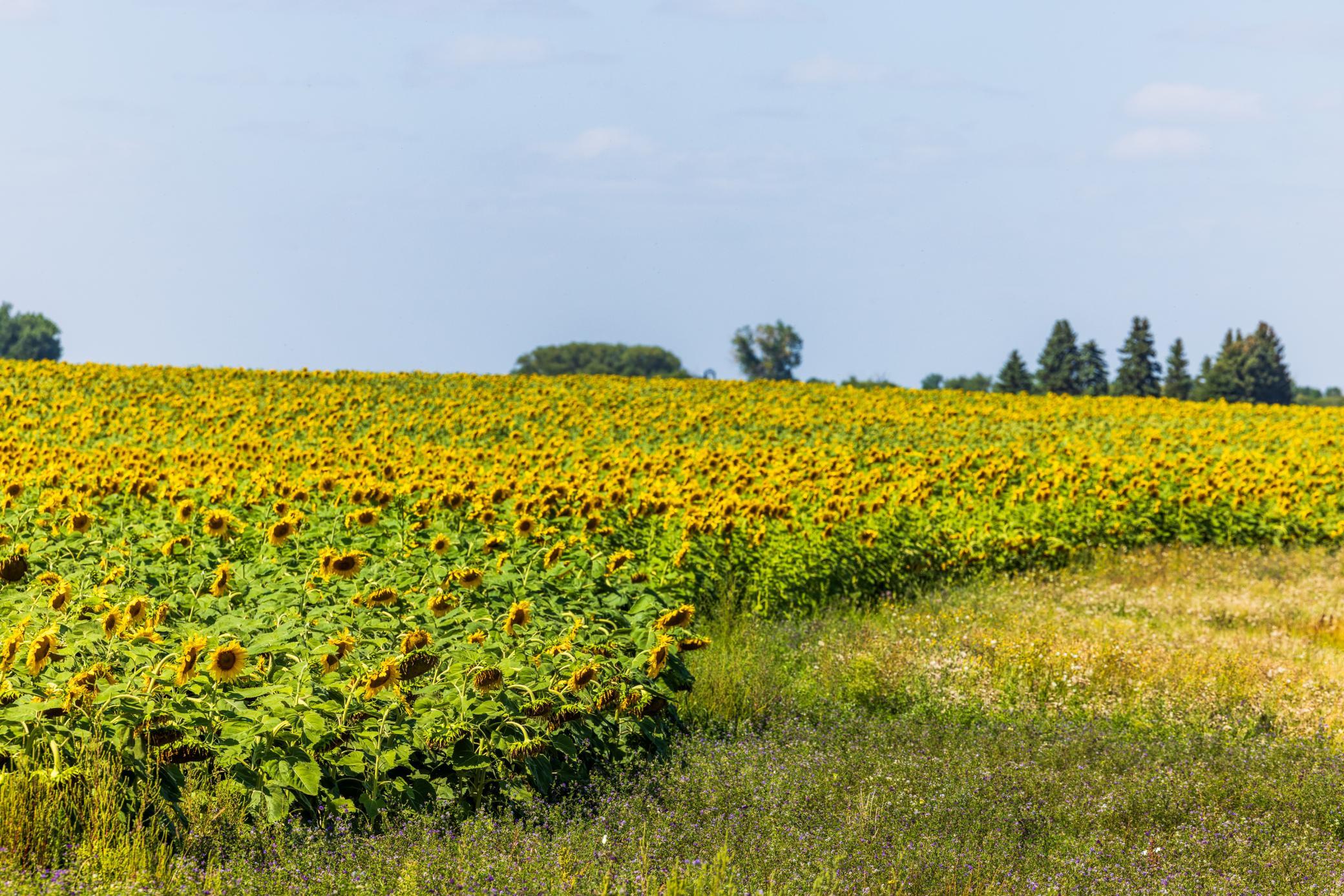 land for sale at TBD 15 Ave NE Lot 1 in Berwick, ND (photo 24 of 31)