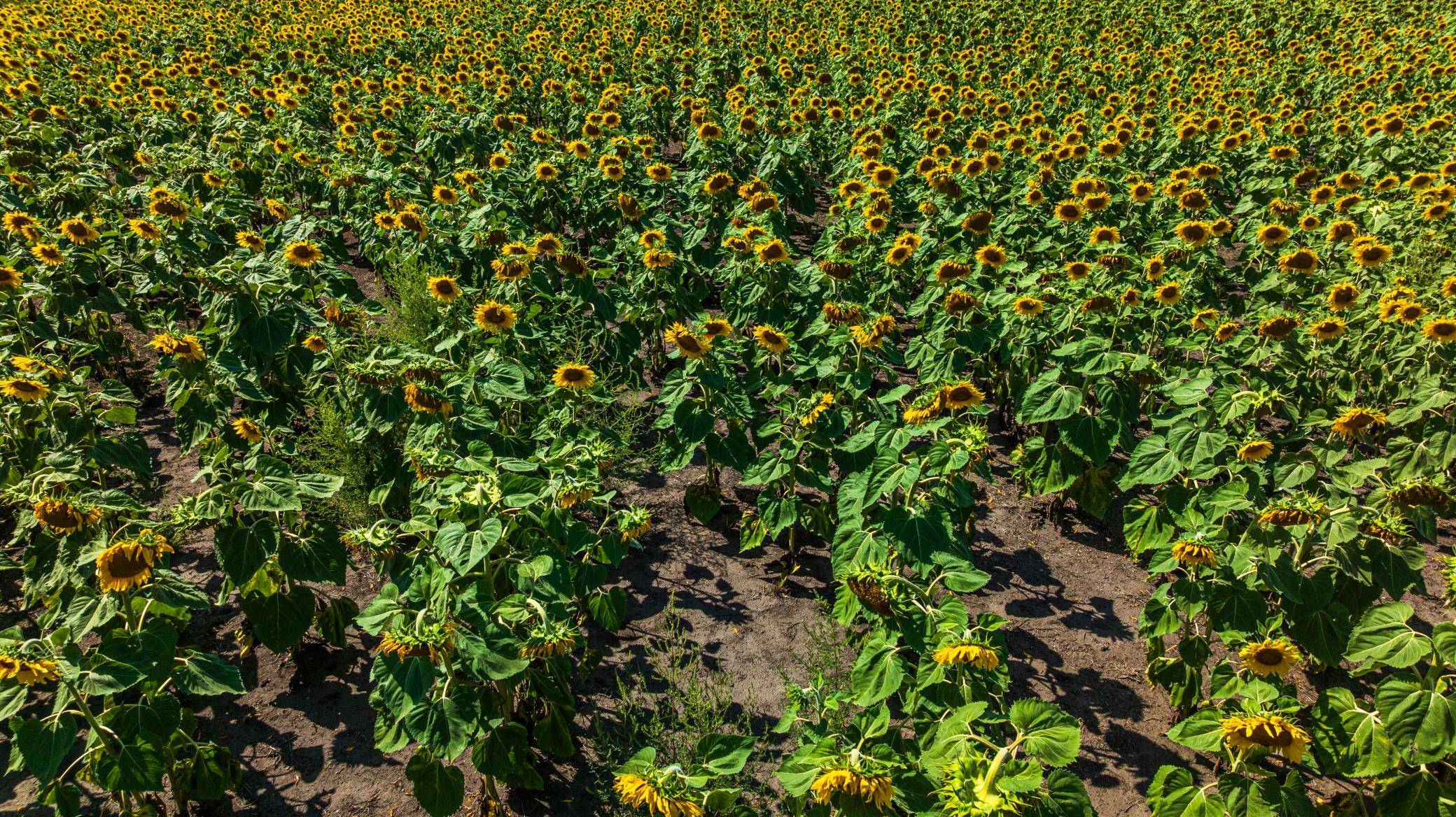 land for sale at TBD 15 Ave NE Lot 2 in Berwick, ND (photo 16 of 25)