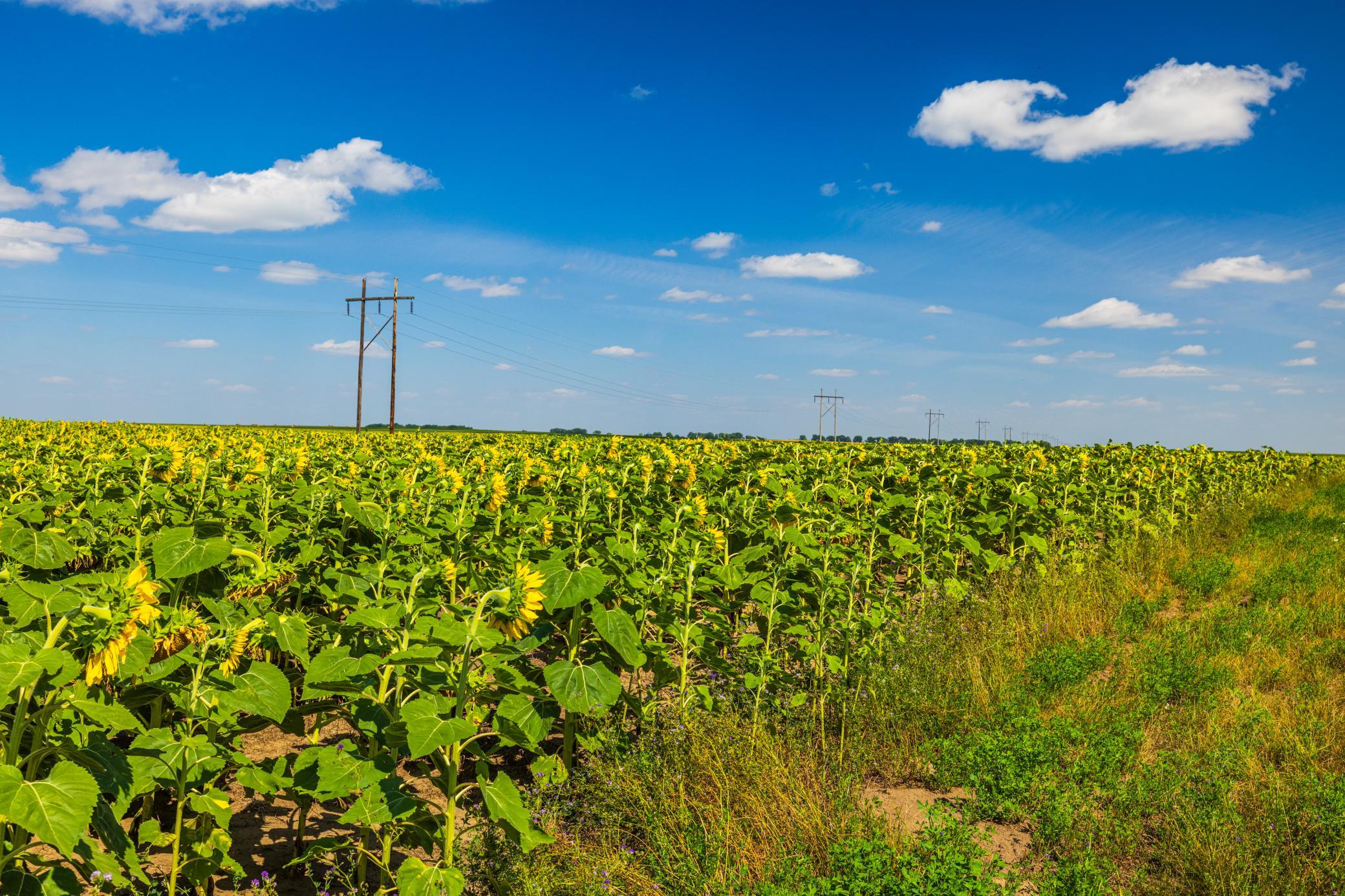 land for sale at TBD 15 Ave NE Lot 2 in Berwick, ND (photo 17 of 25)