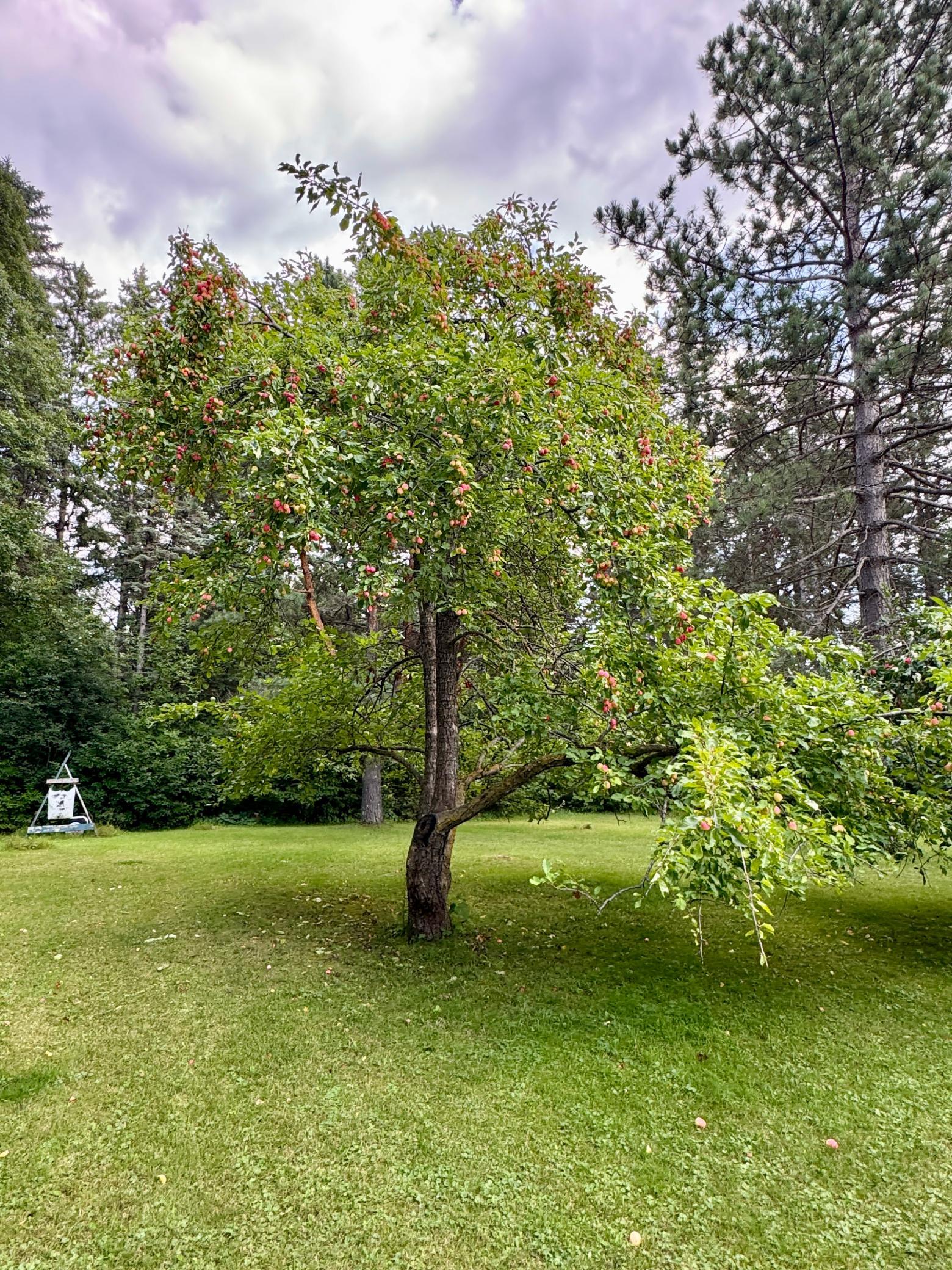 1910 single family home for sale at 69305 Kirkwood Drive in Roosevelt, MN — 4 bed, 2 bath (photo 45 of 53)