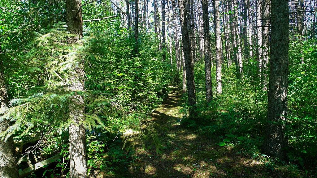 1910 single family home for sale at 69305 Kirkwood Drive in Roosevelt, MN — 4 bed, 2 bath (photo 52 of 53)