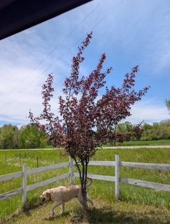 1949 single family home for sale at 45594 313th Street in Motley, MN — 3 bed, 2 bath (photo 32 of 48)