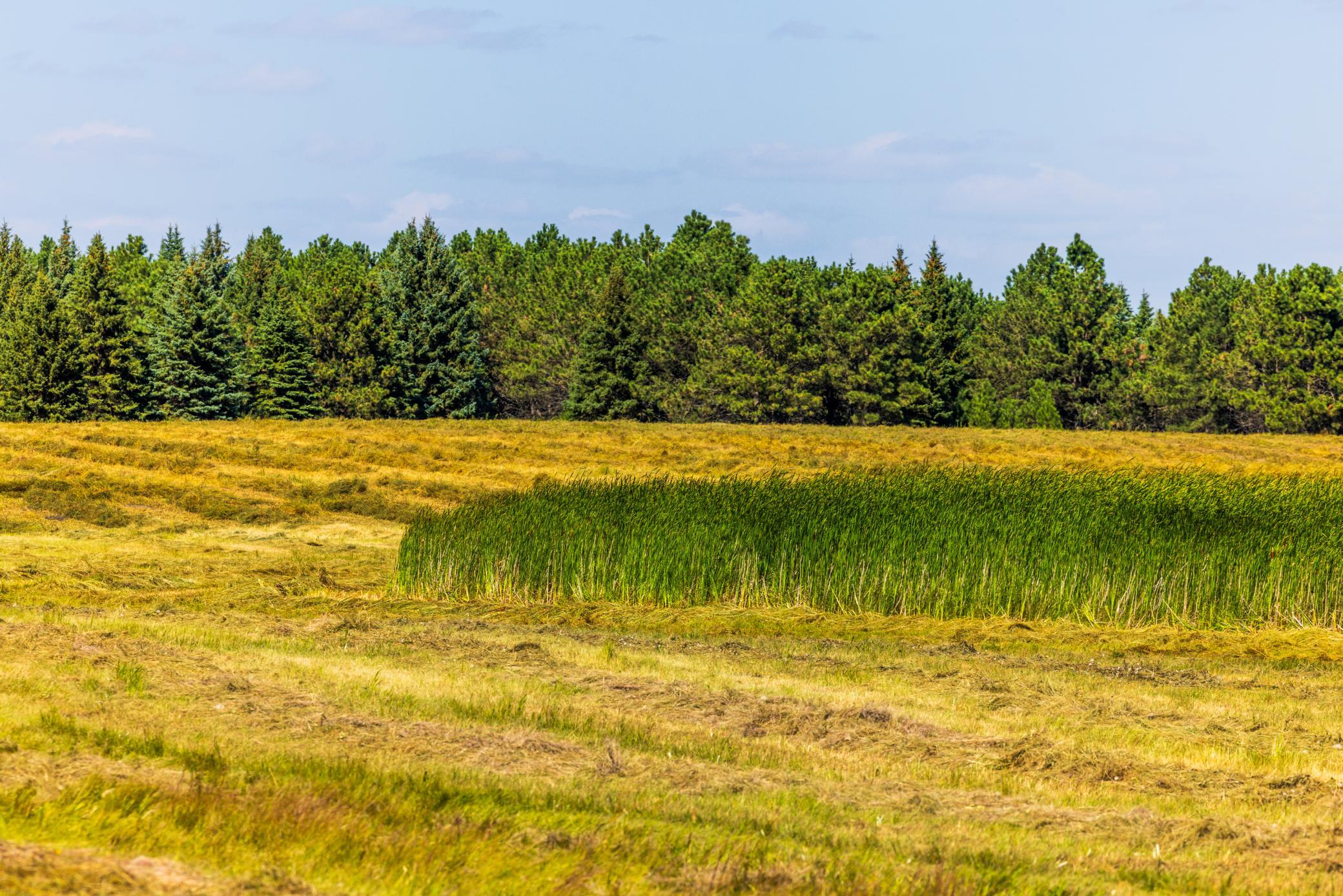 land for sale at TBD Berwick Lane Lot 5 in Berwick, ND (photo 6 of 22)