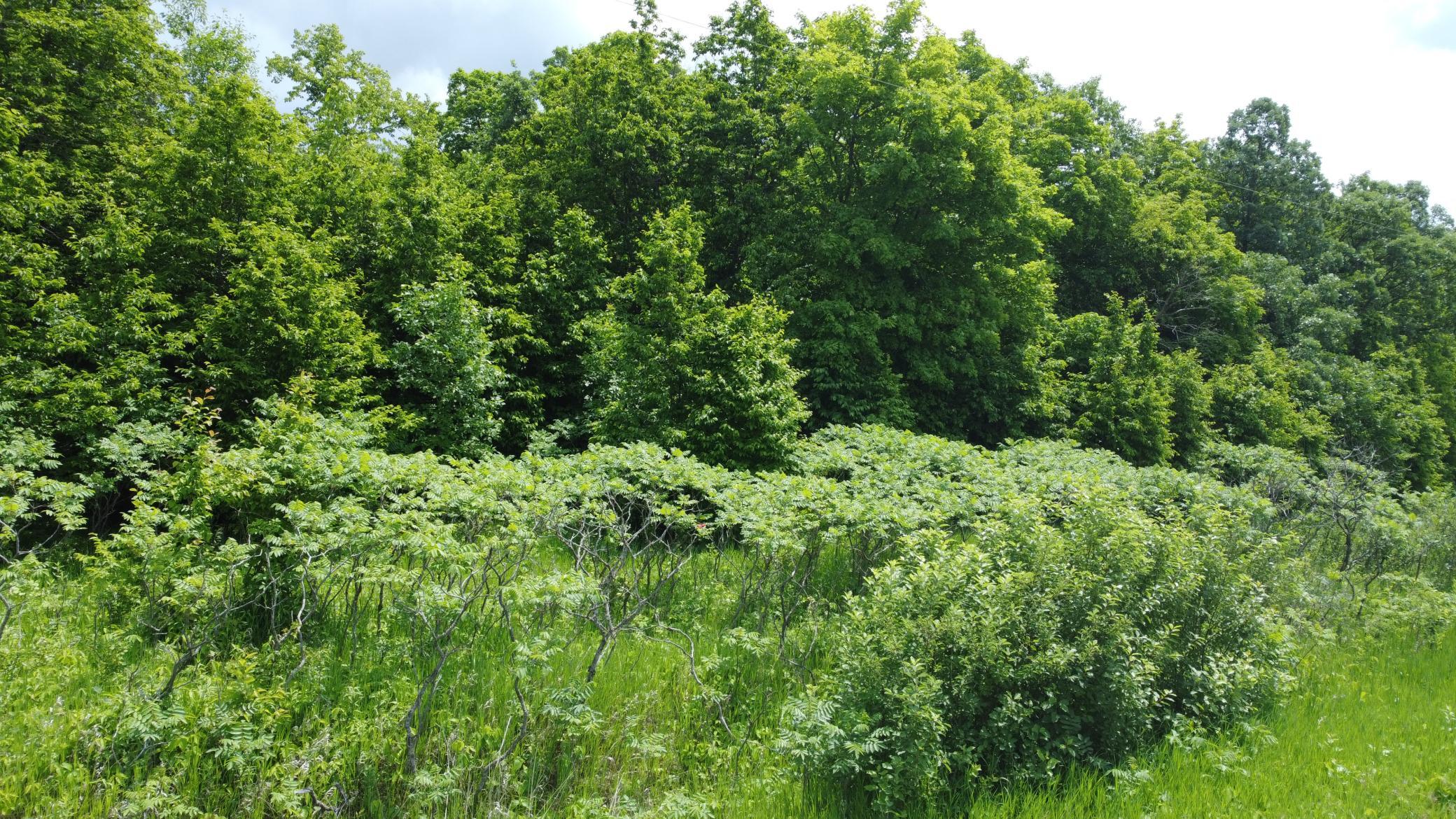 land for sale at TBD 355th Street in Richville, MN (photo 12 of 16)