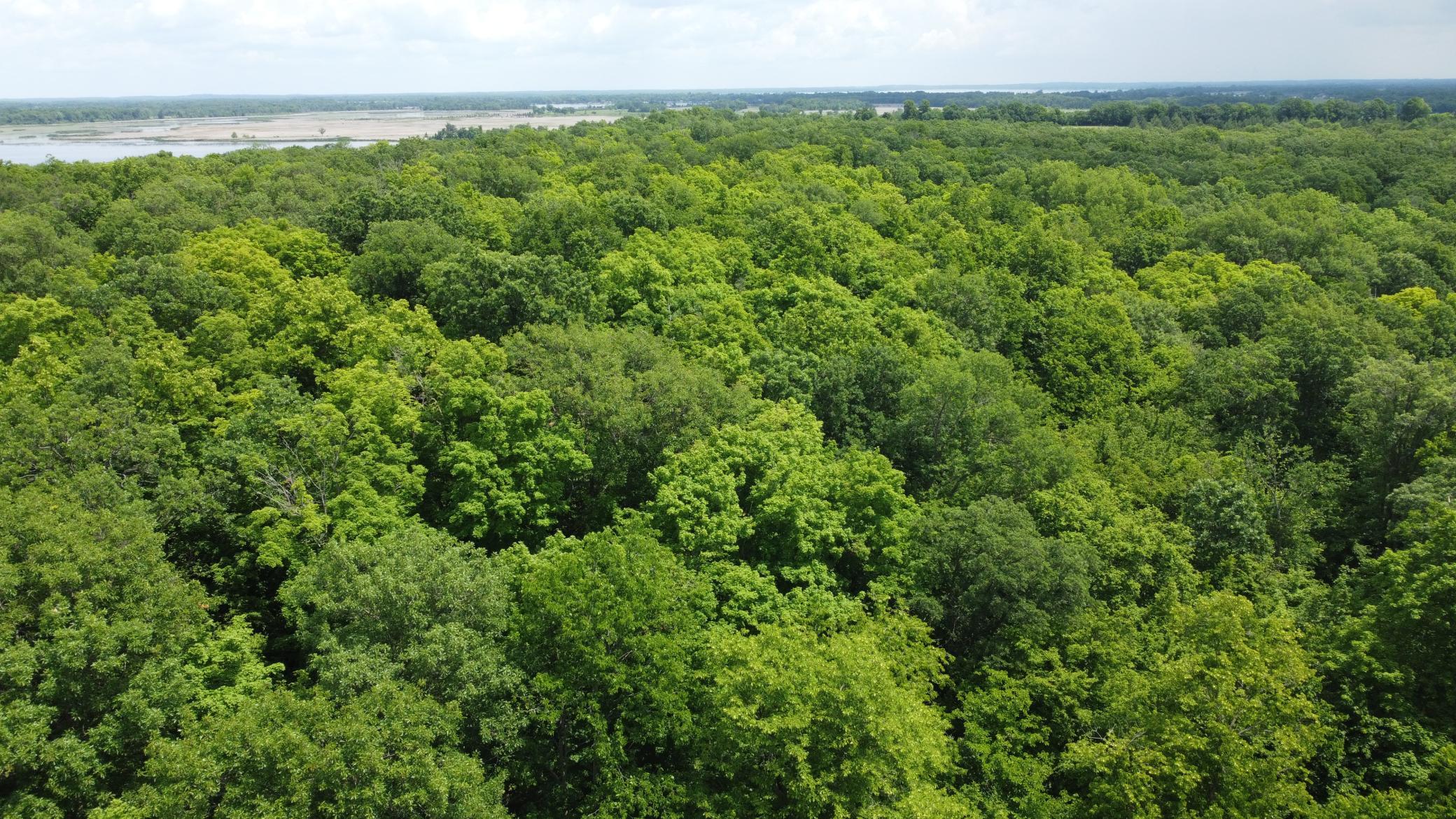 land for sale at TBD 355th Street in Richville, MN (photo 14 of 16)