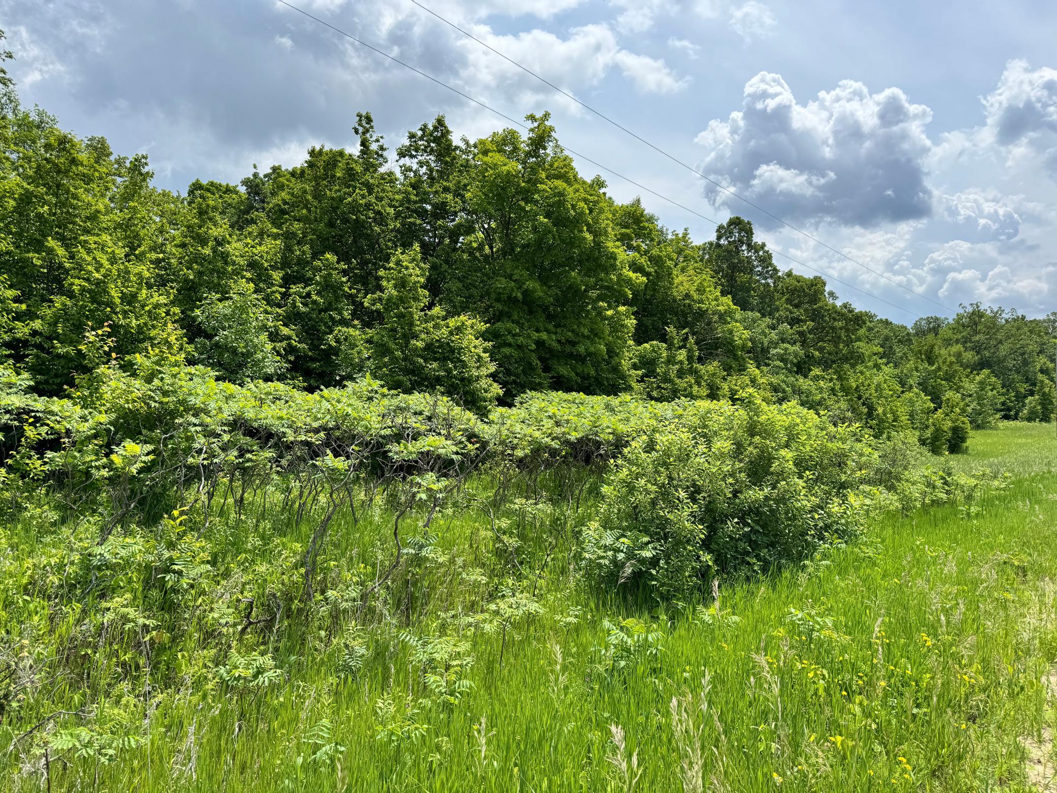land for sale at TBD 355th Street in Richville, MN (photo 15 of 16)