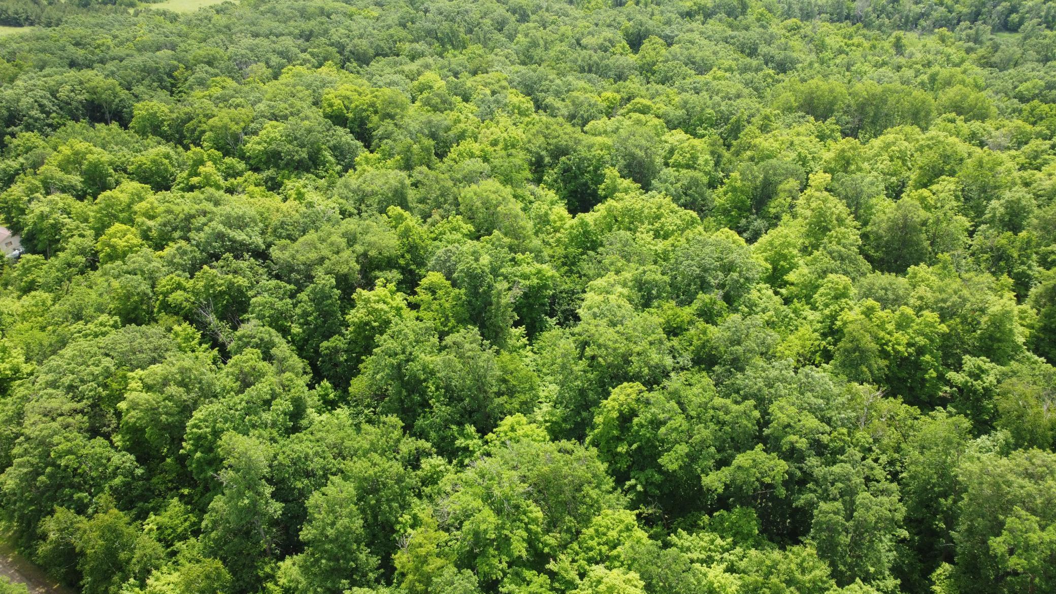 land for sale at TBD 355th Street in Richville, MN (photo 8 of 16)