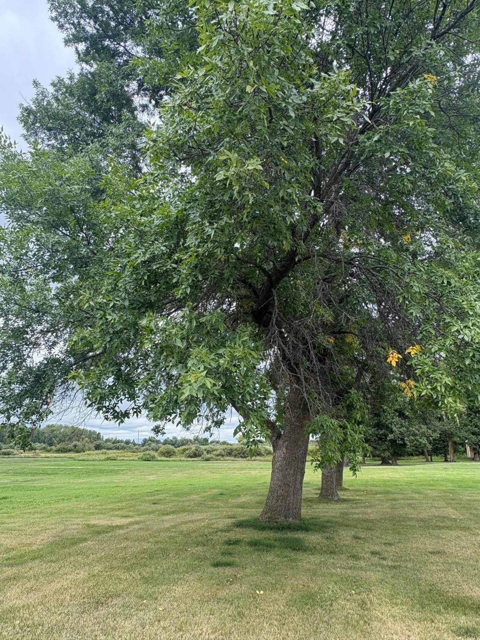 2002 single family home for sale at 34704 510th Lane in Palisade, MN — 3 bed, 3 bath (photo 32 of 88)
