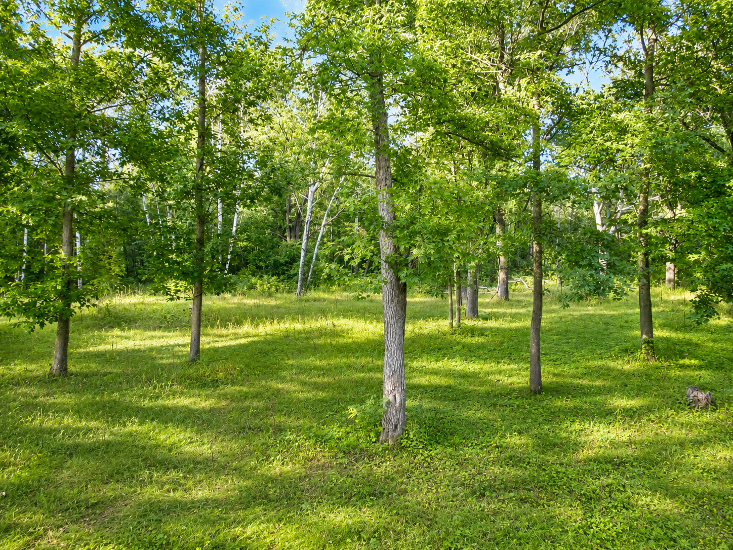 1960 land for sale at TBD Co Hwy 56 in New York Mills, MN (photo 12 of 32)
