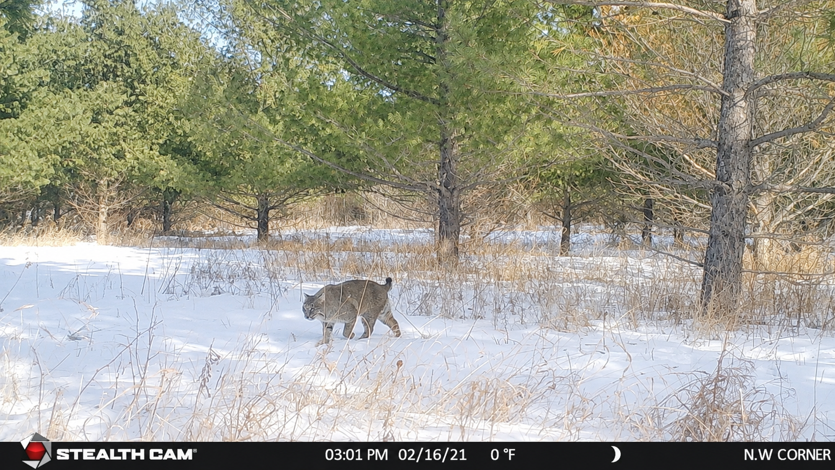 1960 land for sale at TBD Co Hwy 56 in New York Mills, MN (photo 24 of 32)