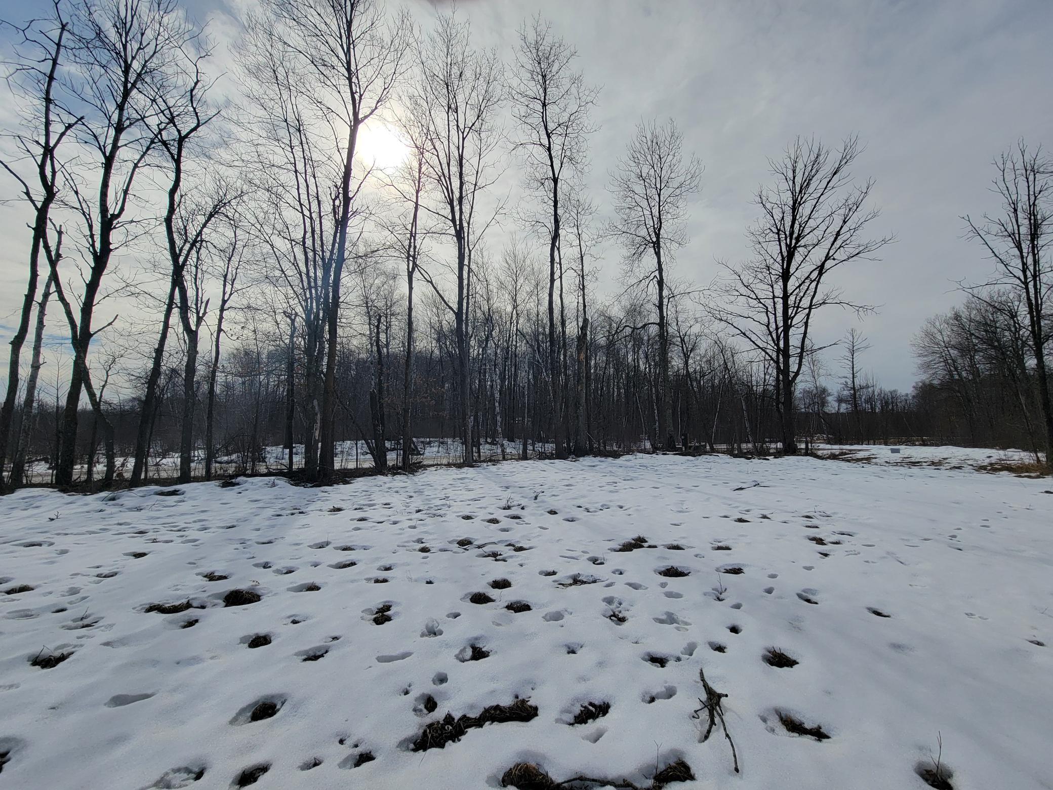 land for sale at TBD XXXX Black Bear Drive SW in Motley, MN (photo 7 of 18)