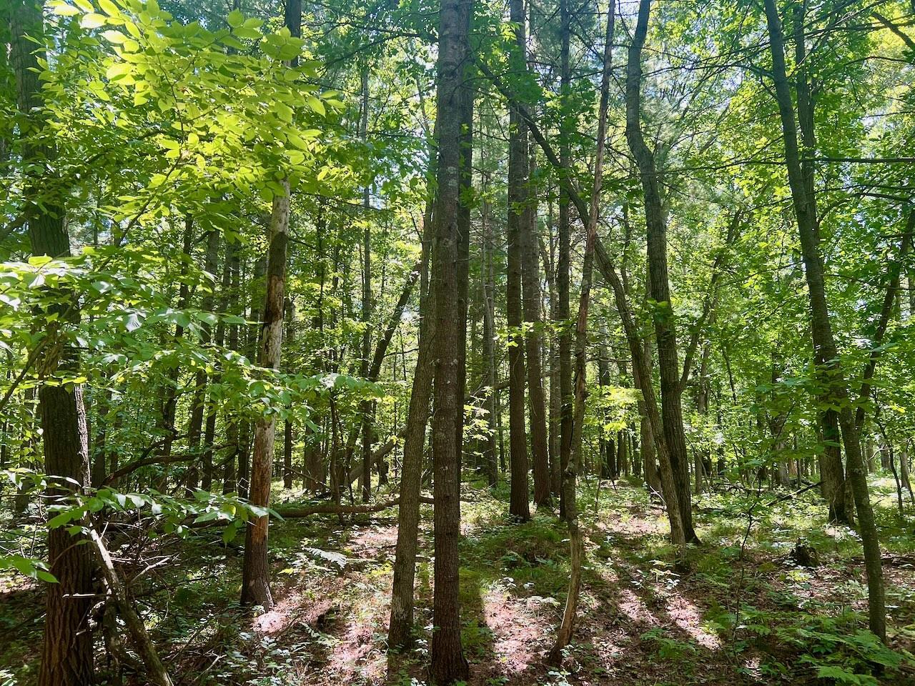 land for sale at 440th St in Perham, MN (photo 6 of 18)