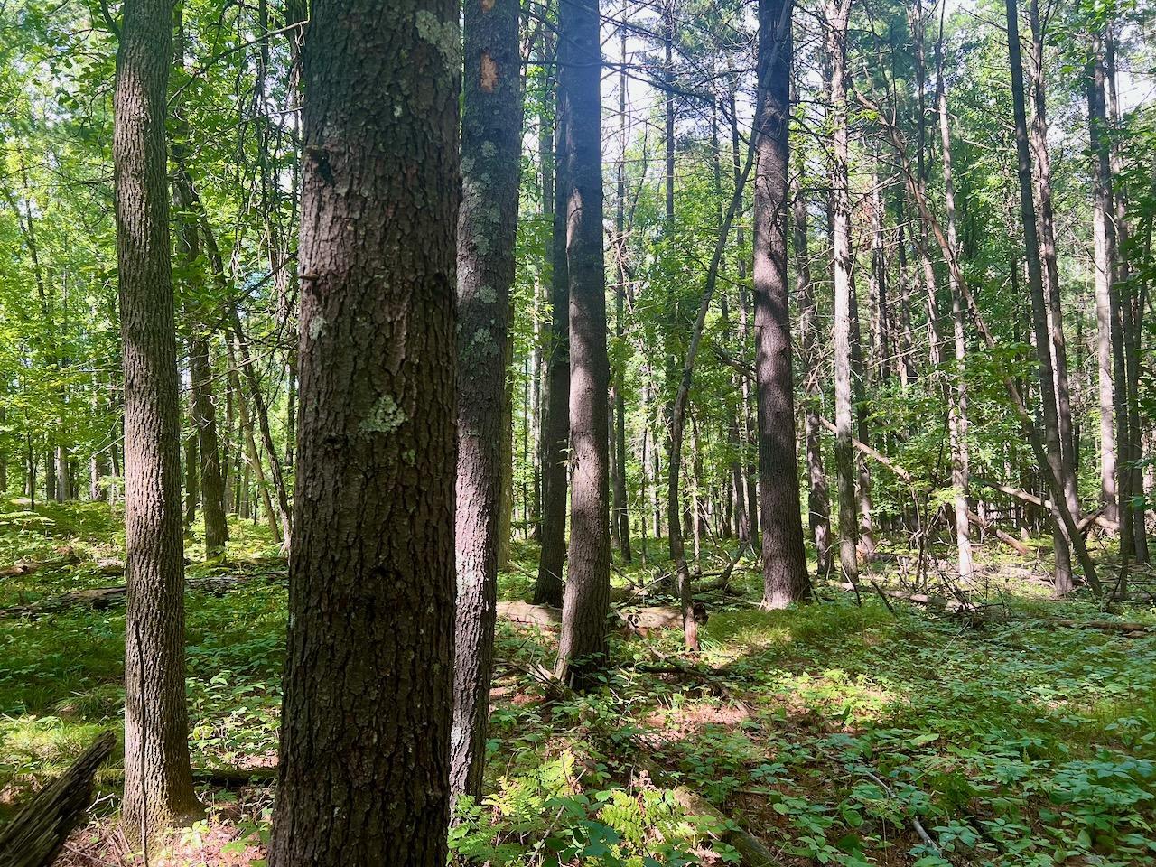 land for sale at 440th St in Perham, MN (photo 7 of 18)