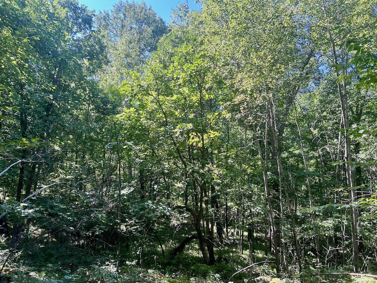 land for sale at 440th St in Perham, MN (photo 8 of 18)
