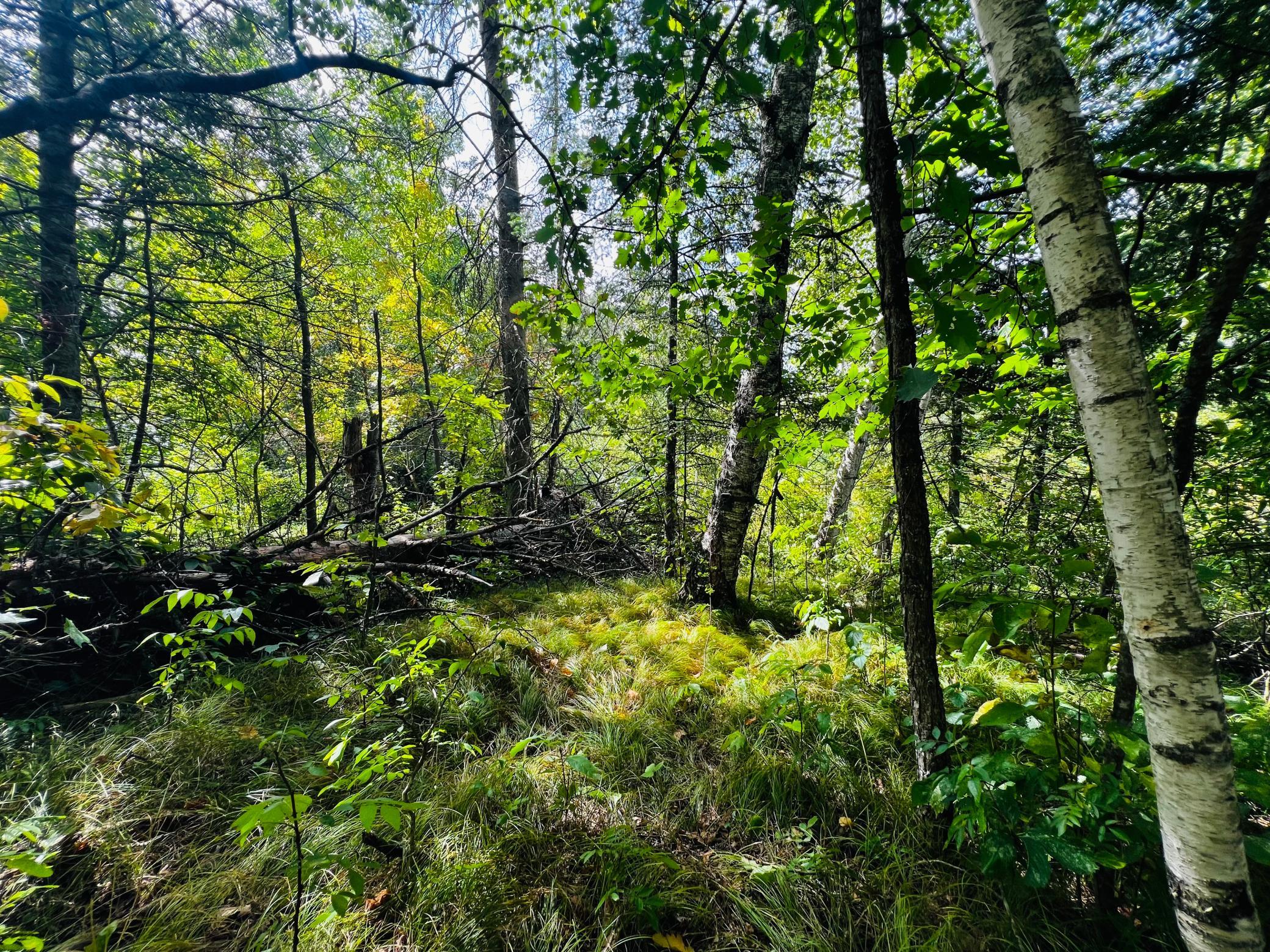 land for sale at TBD CO HWY 27 in Rochert, MN (photo 13 of 34)