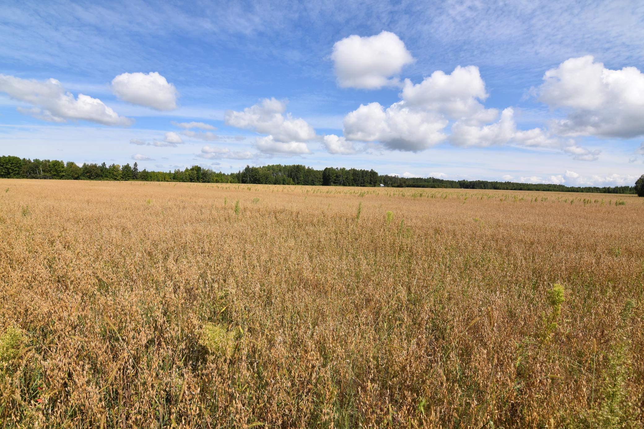 1975 single family home for sale at 1297 County Road 2 NW in Williams, MN — 2 bed, 2 bath (photo 8 of 48)